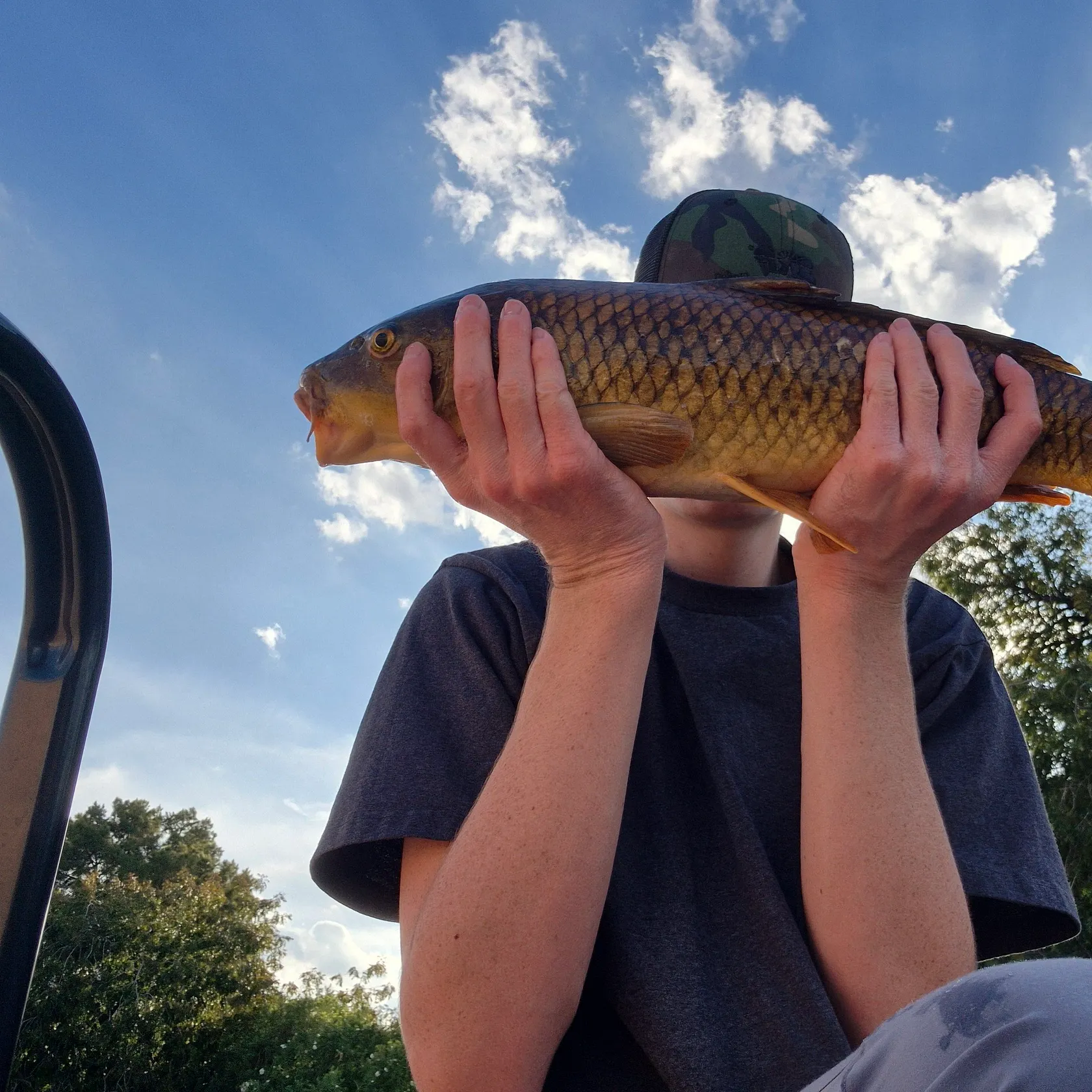 Common carp caught on Fishbrain