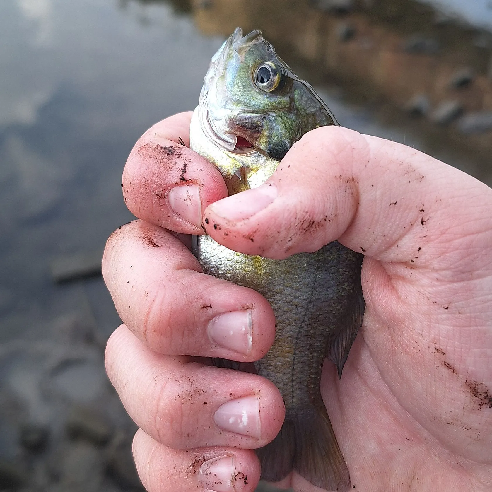 Bluegill caught on Fishbrain