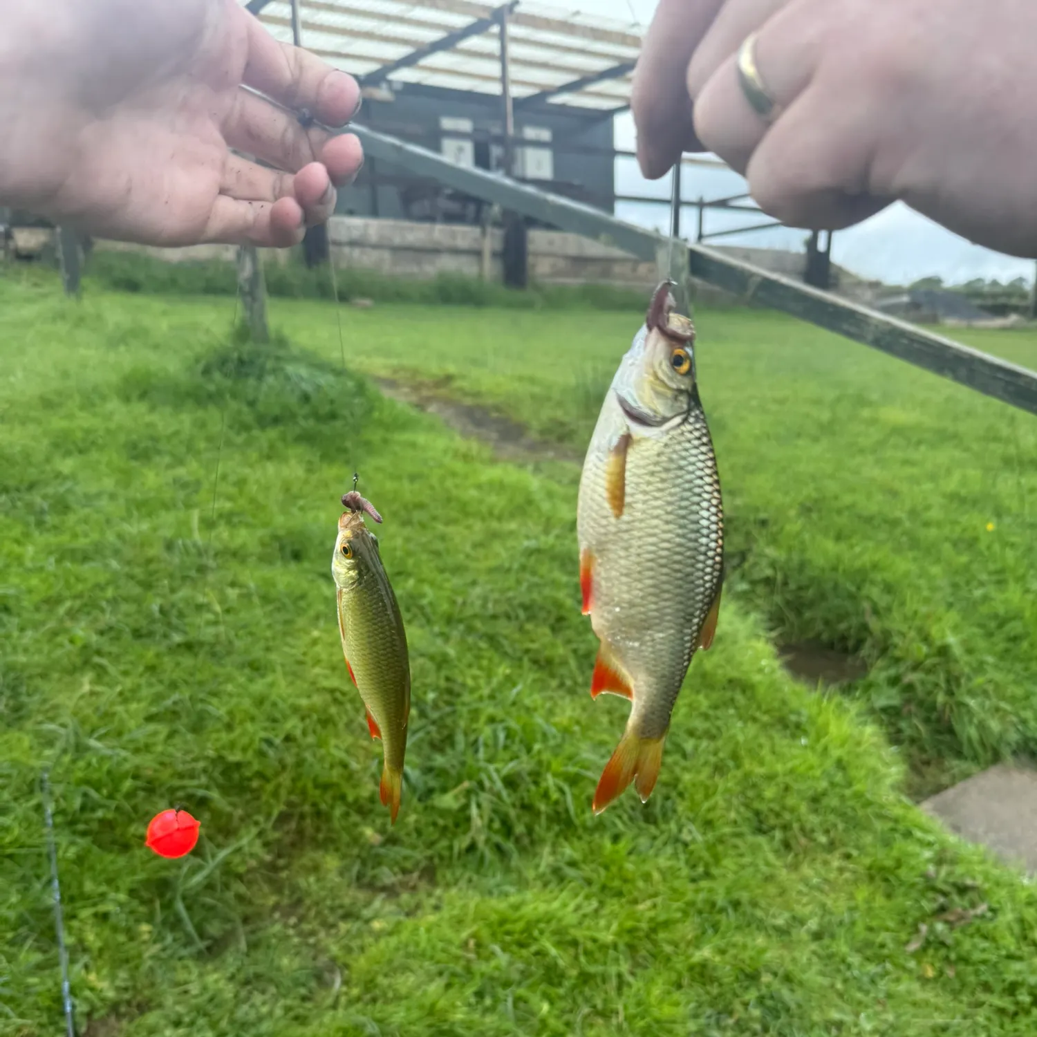 Common rudd caught on Fishbrain