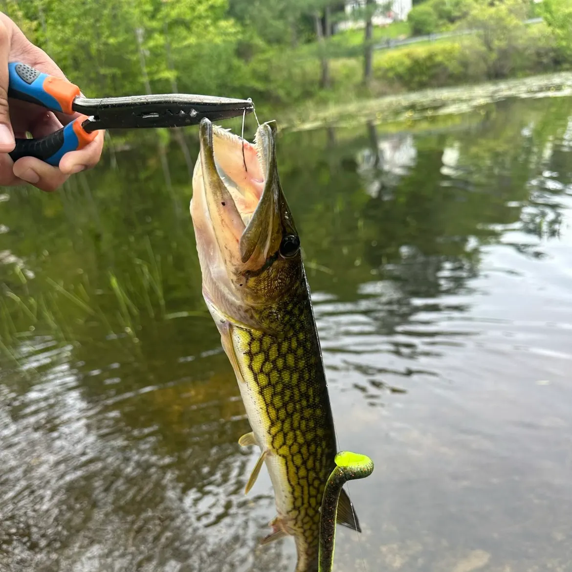 Chain pickerel caught on Fishbrain