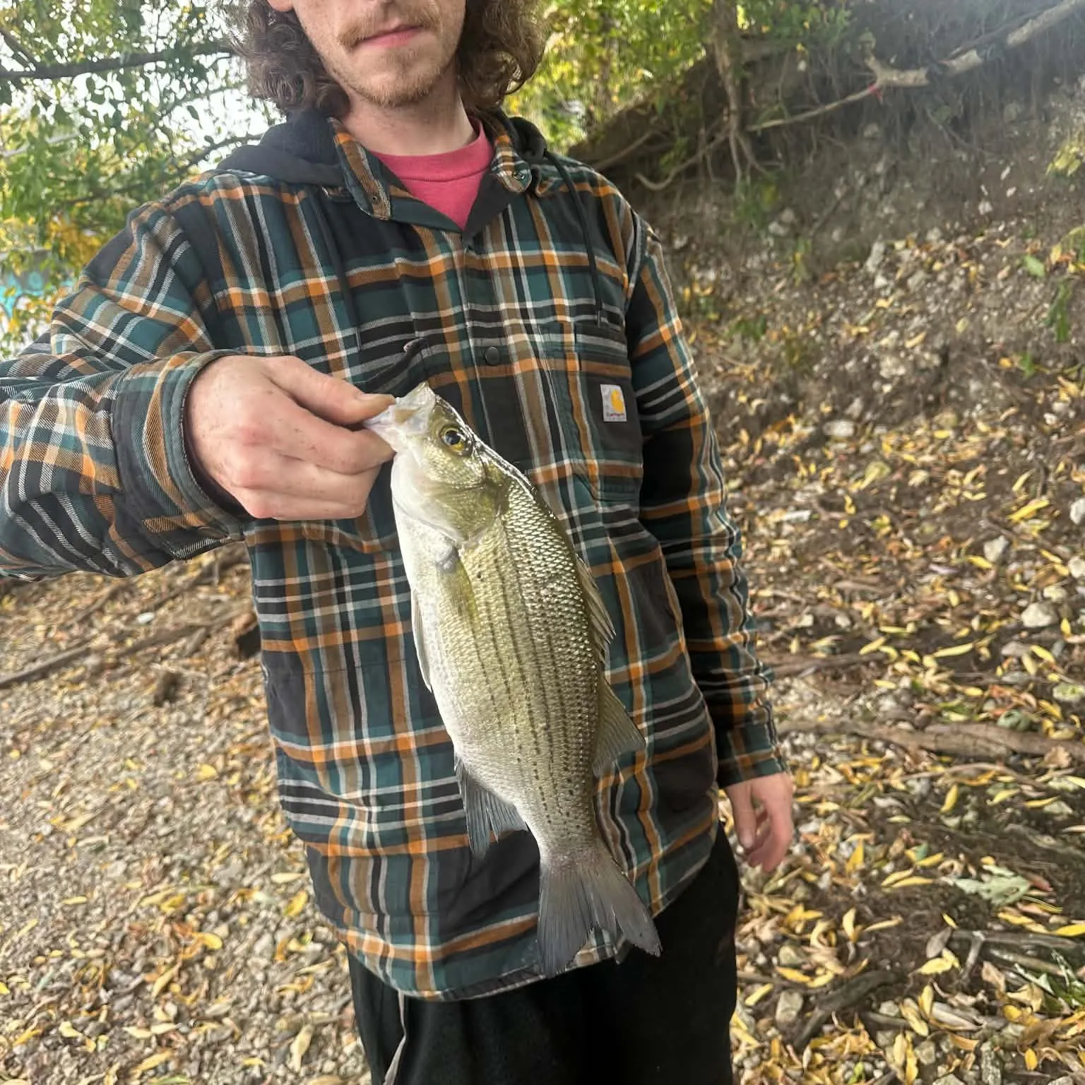 White bass caught on Fishbrain