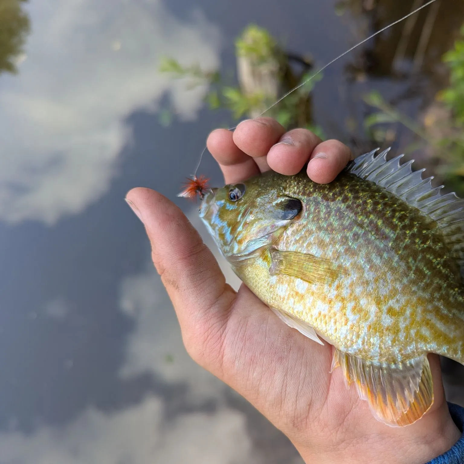Bluegill caught on Fishbrain