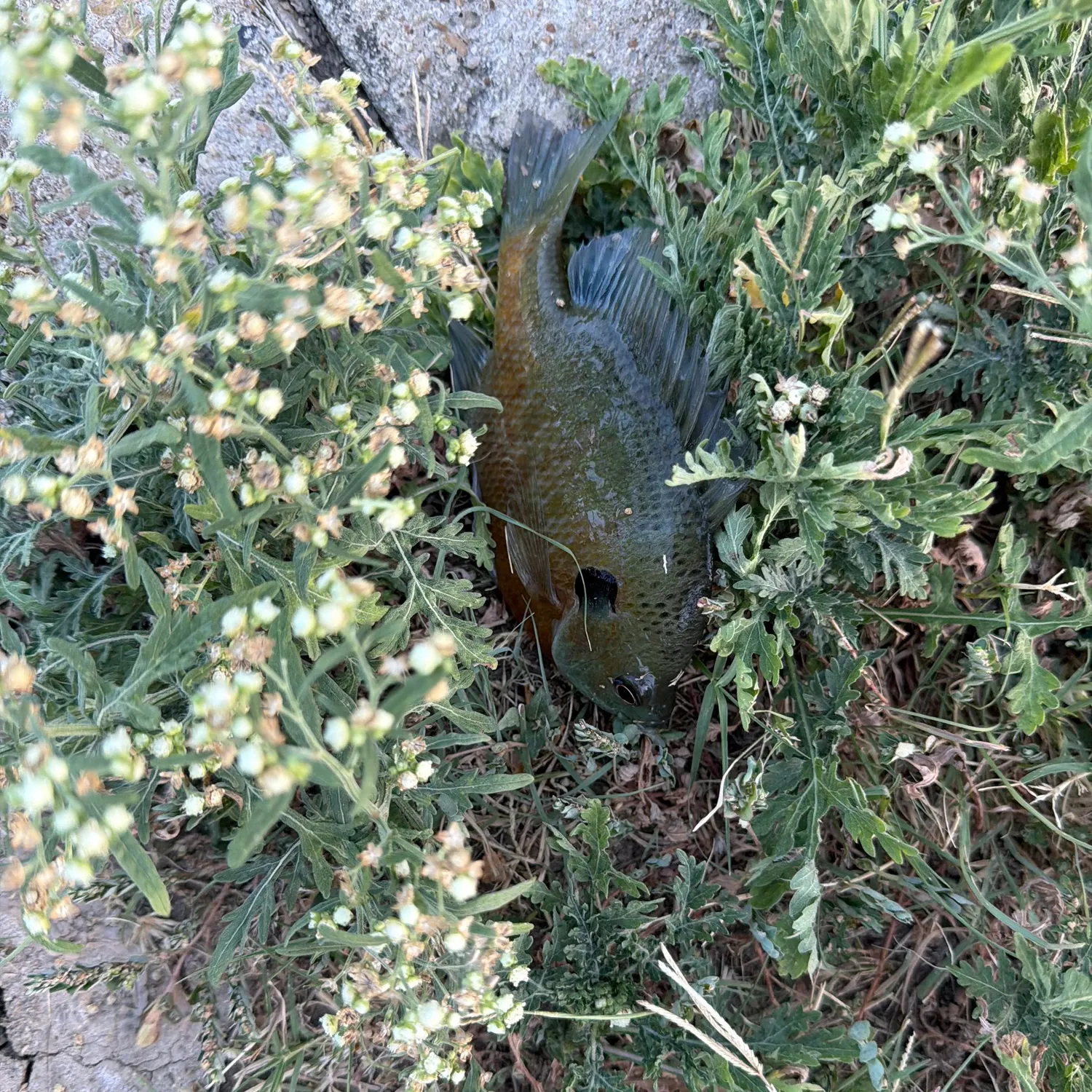 Bluegill caught on Fishbrain
