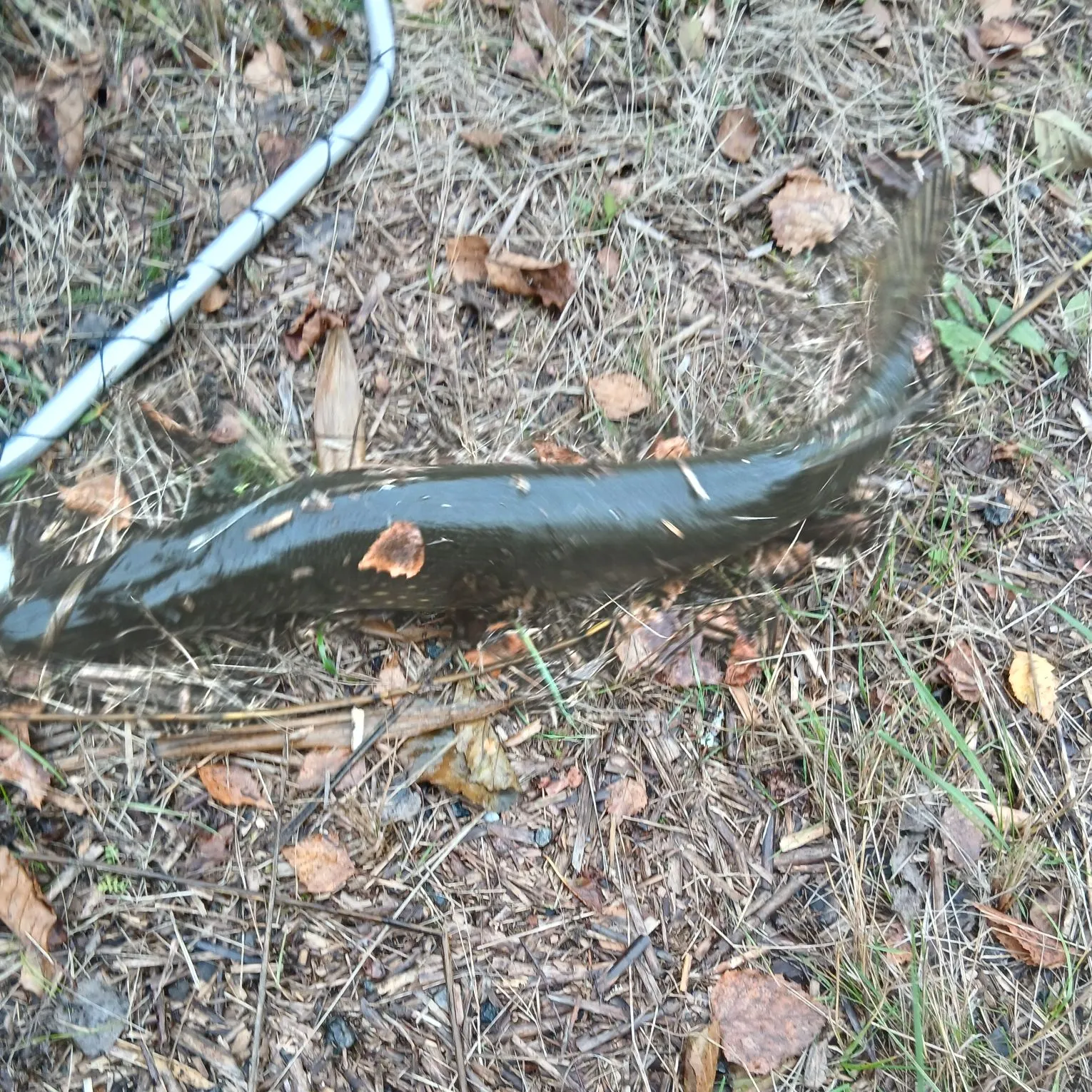 Northern pike caught on Fishbrain