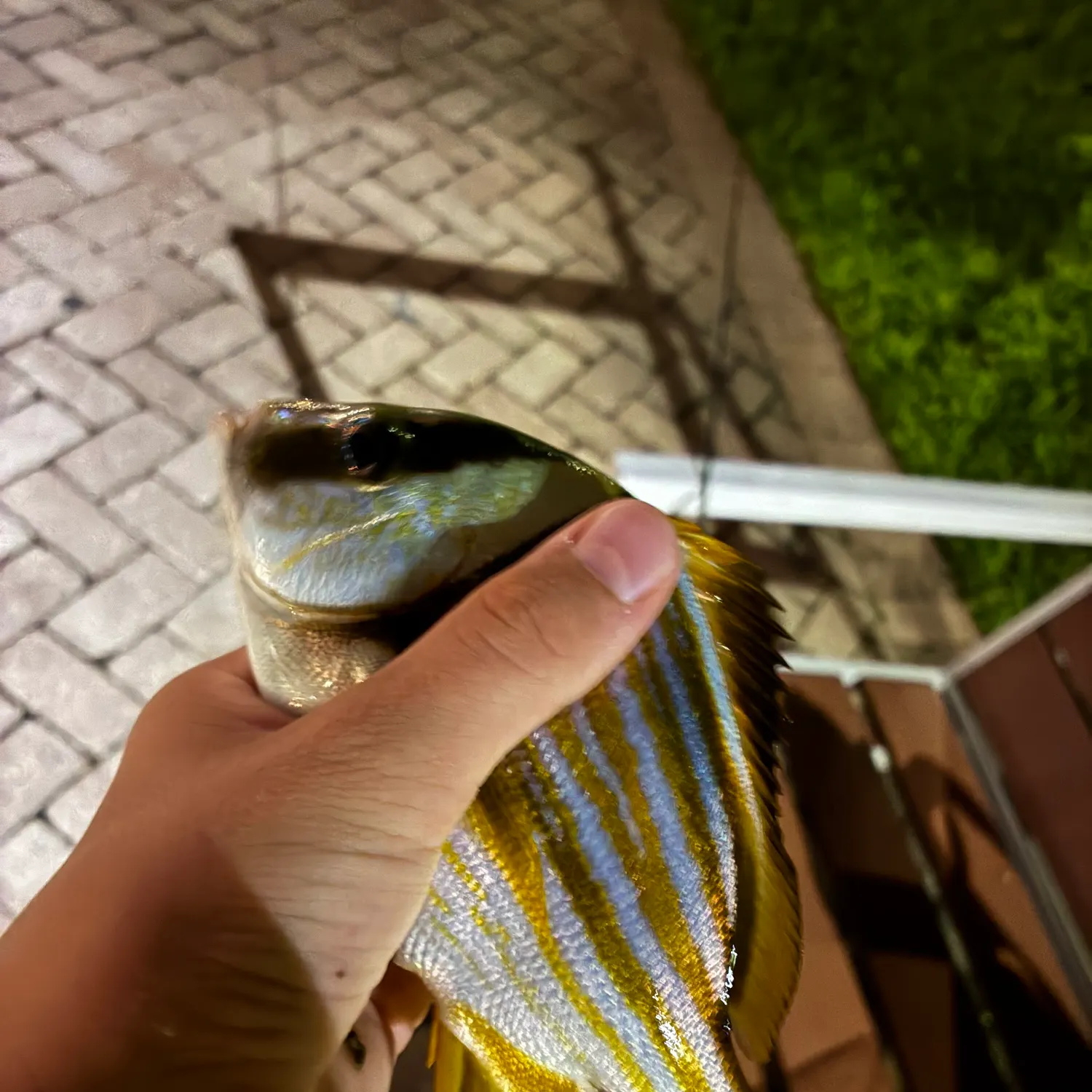 The most recent Atlantic porkfish catches on Fishbrain