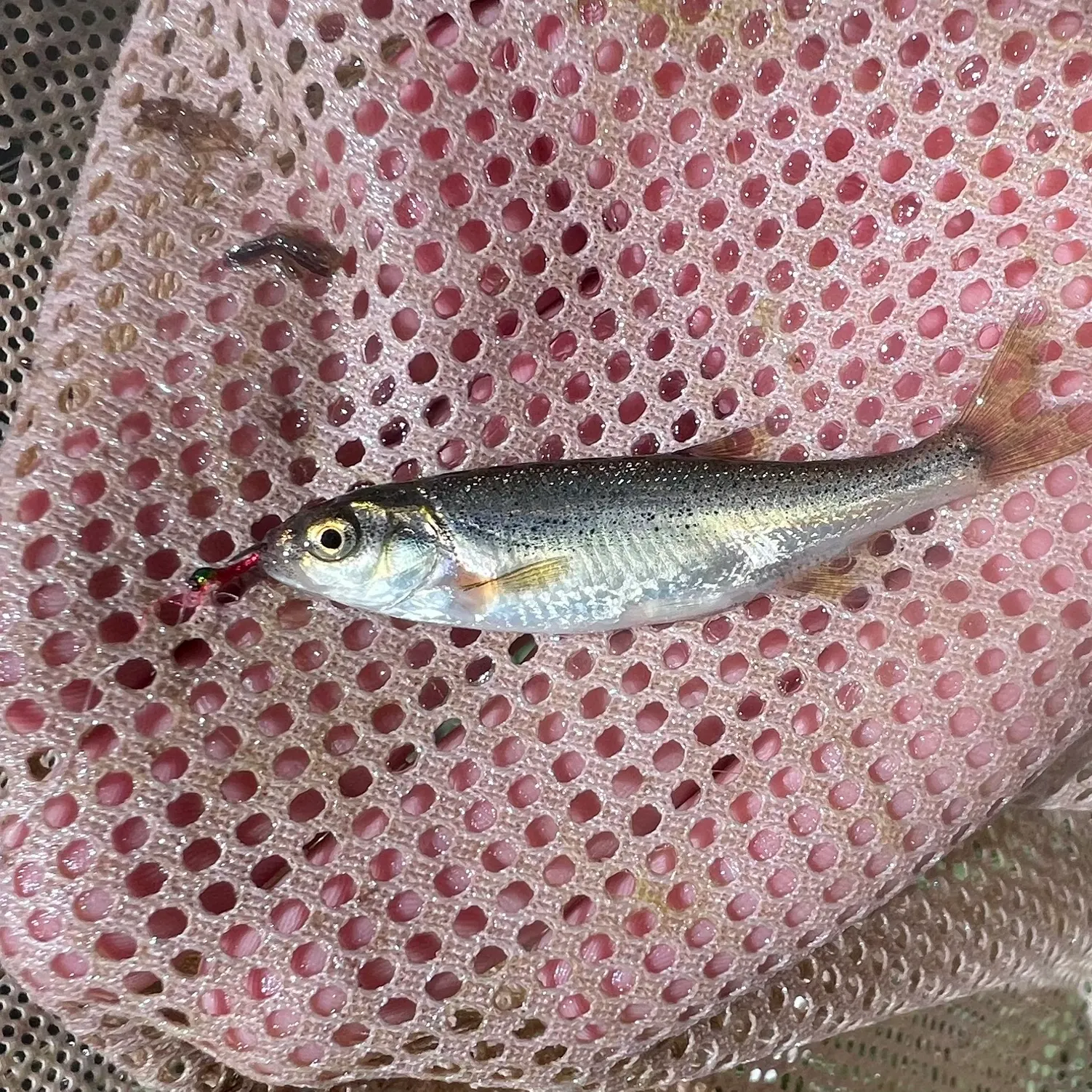 The most recent Redside shiner catches on Fishbrain