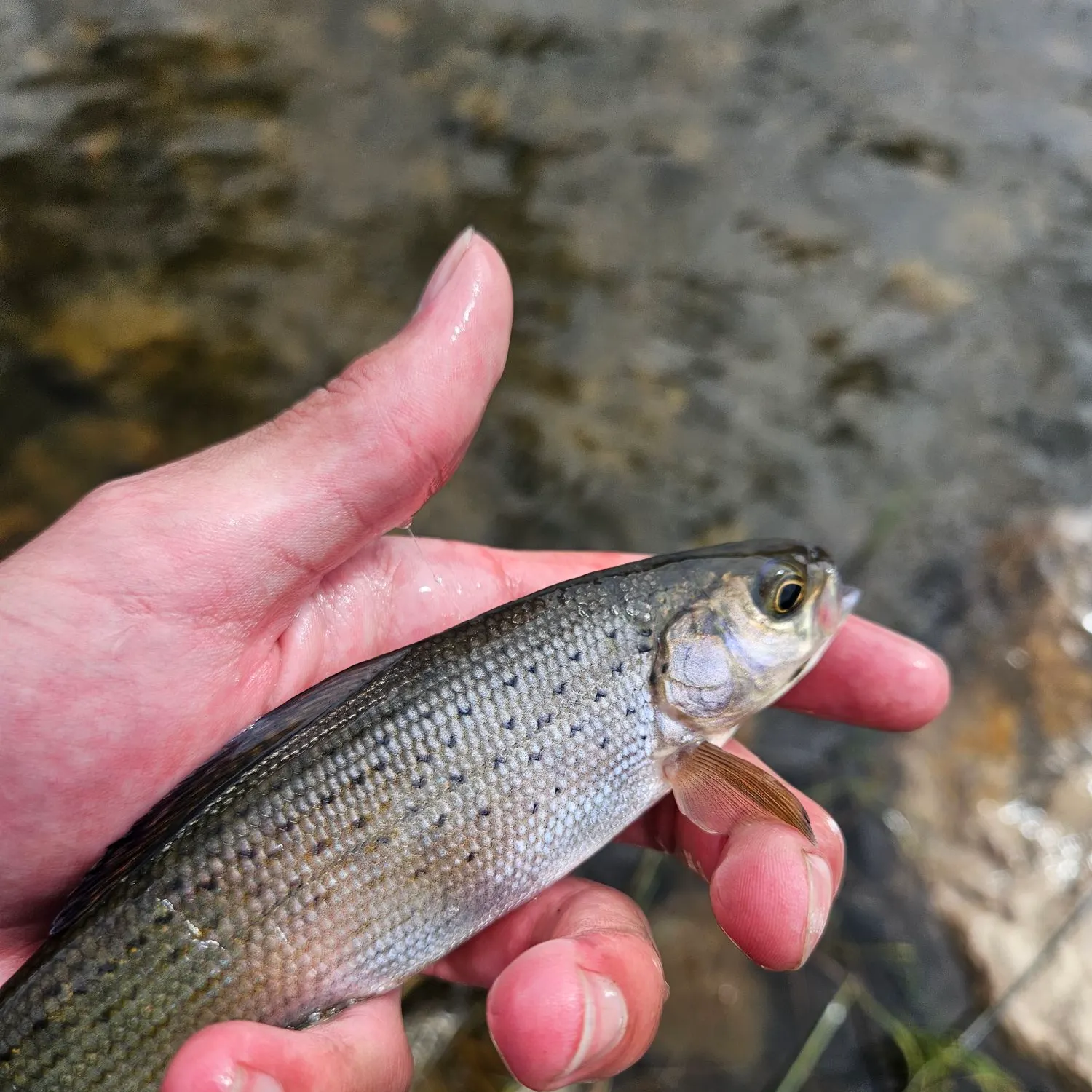 The most recent Arctic grayling catches on Fishbrain
