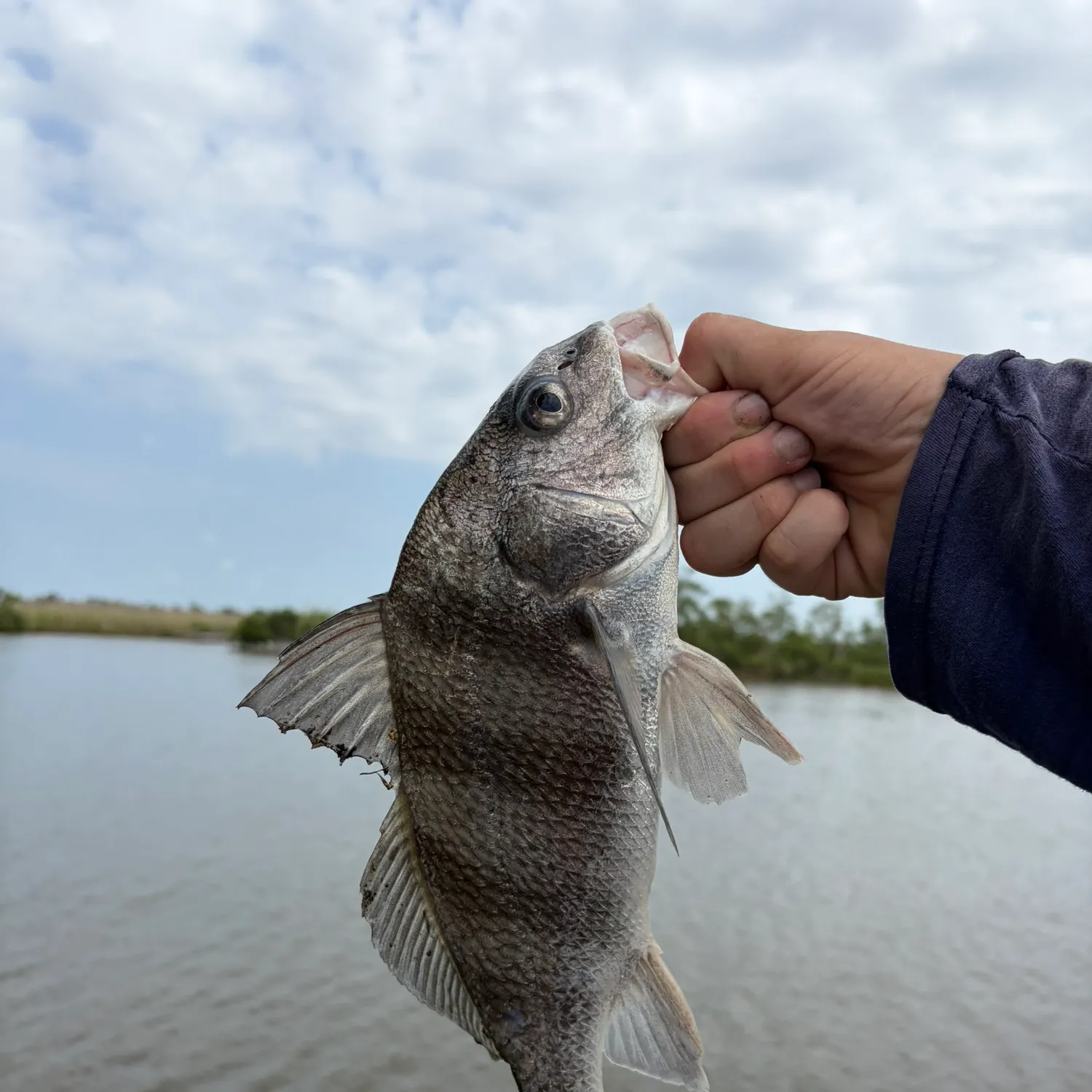 Black drum caught on Fishbrain