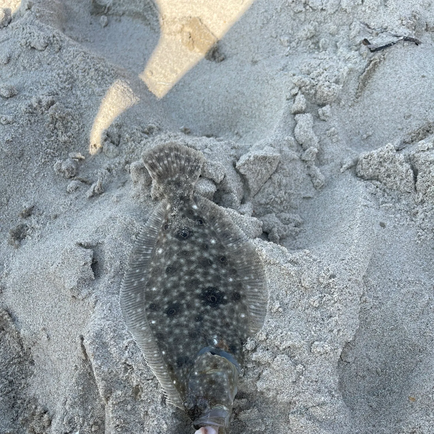 Summer flounder caught on Fishbrain