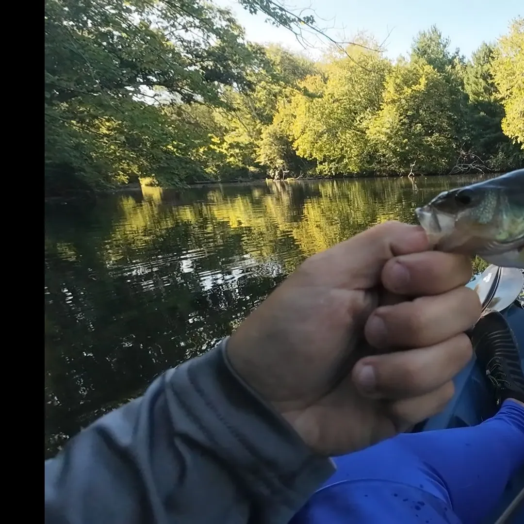 Yellow perch caught on Fishbrain