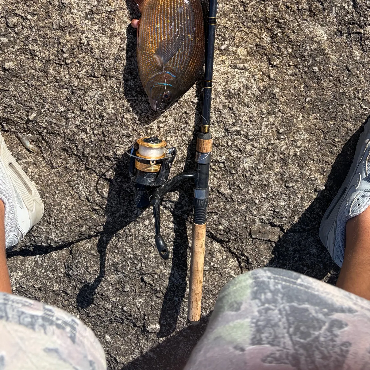 The most recent Striped seaperch catches on Fishbrain