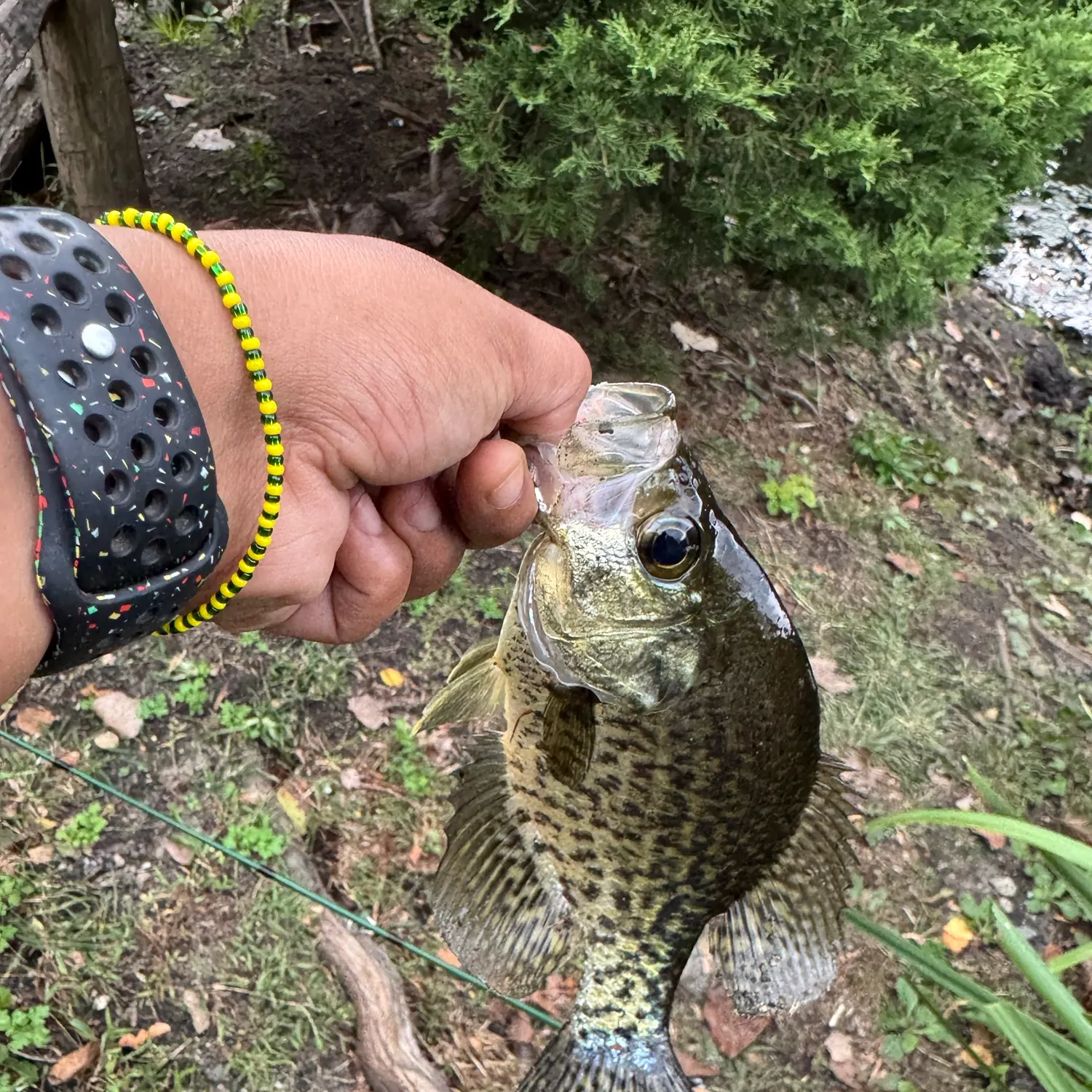 Black crappie caught on Fishbrain
