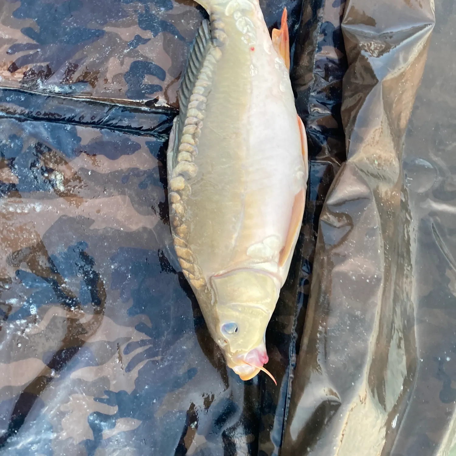 Mirror carp caught on Fishbrain