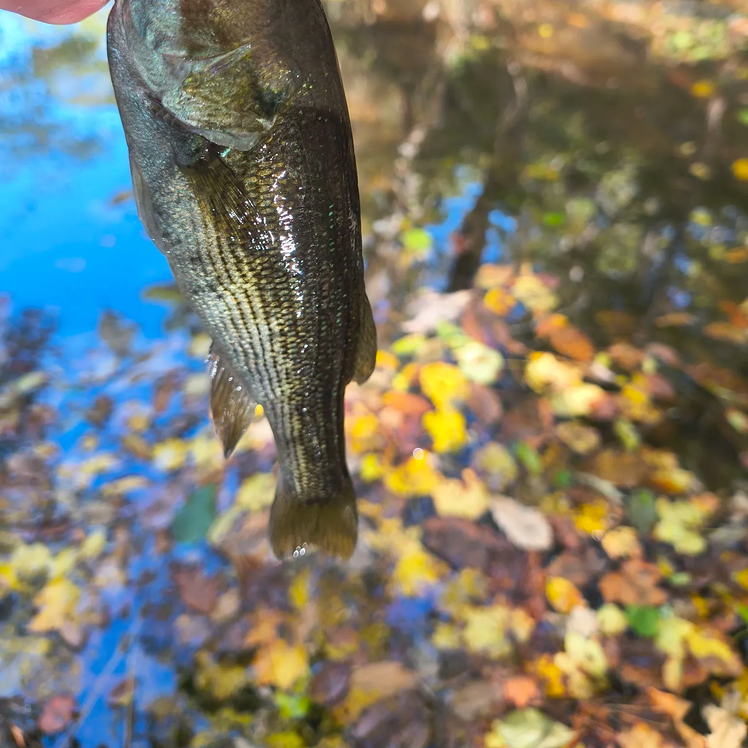 Redeye bass caught on Fishbrain