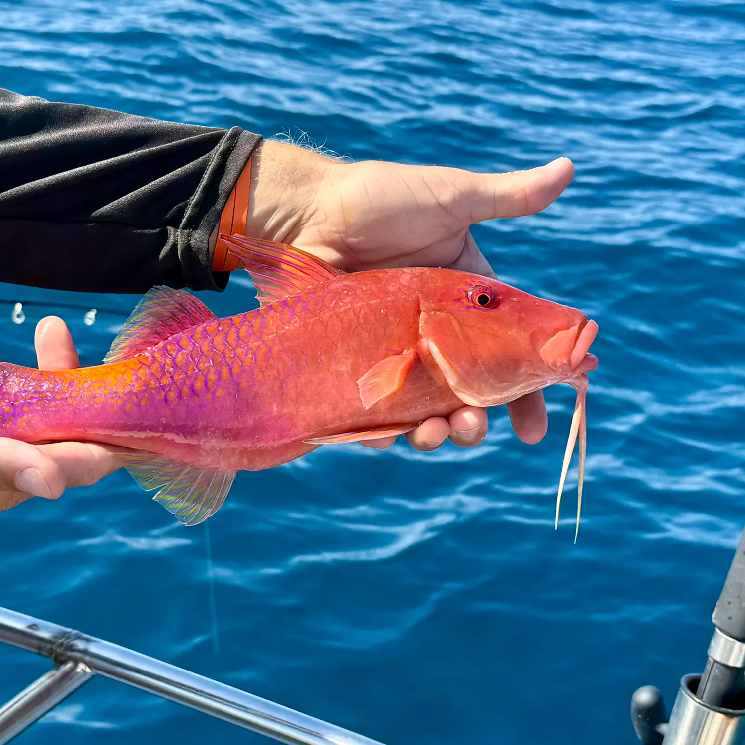 The most recent Goldsaddle goatfish catches on Fishbrain