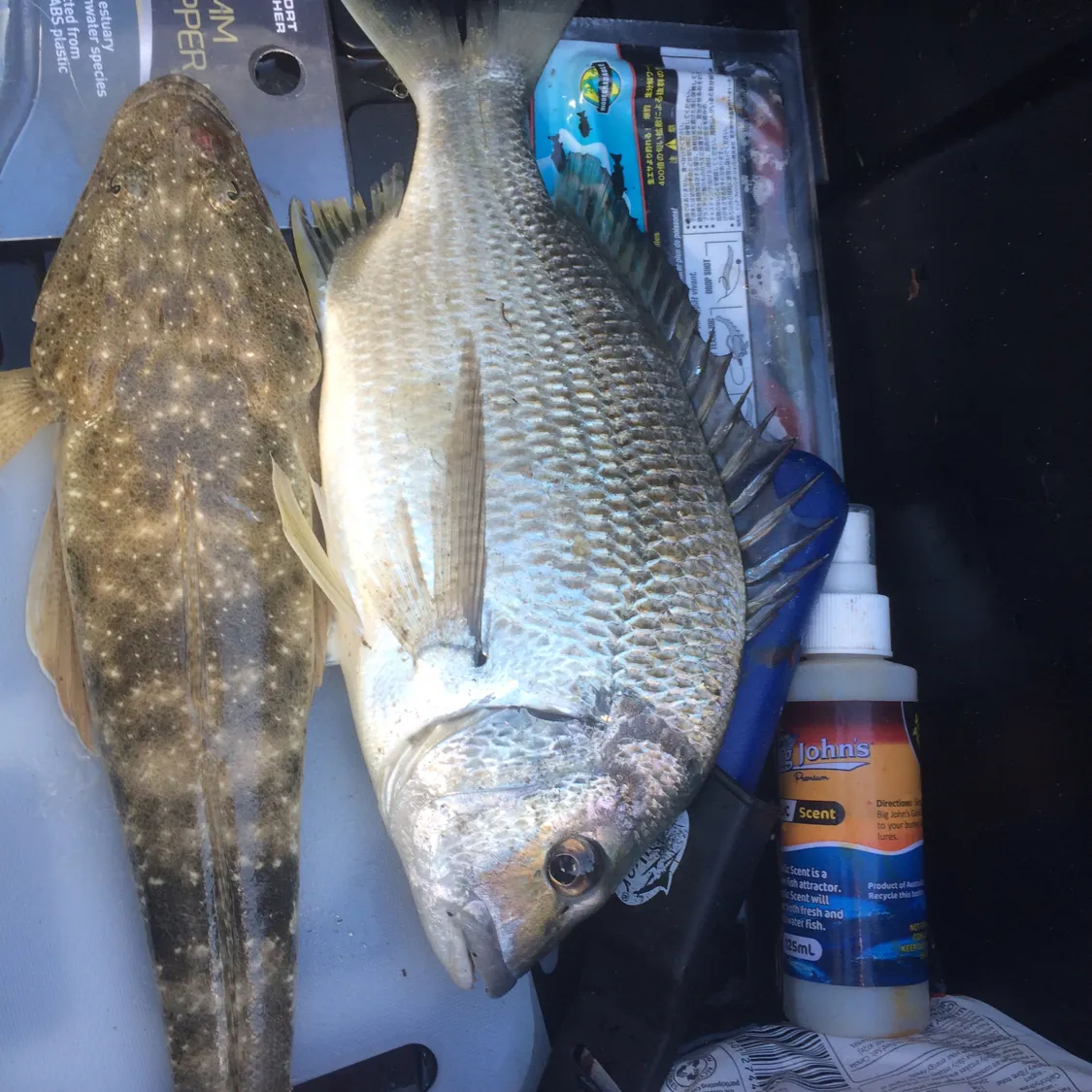 recently logged catches