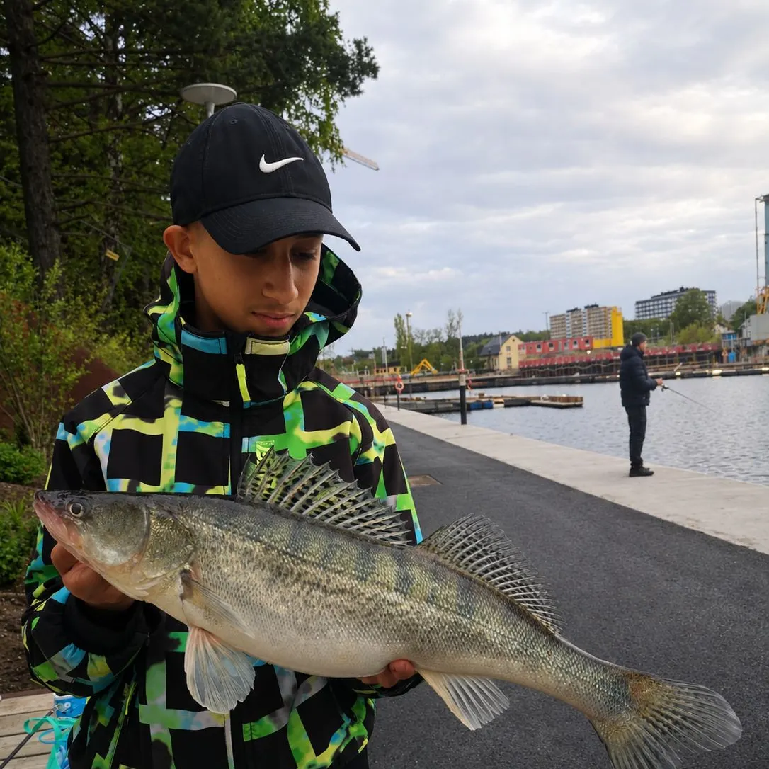 Zander caught on Fishbrain