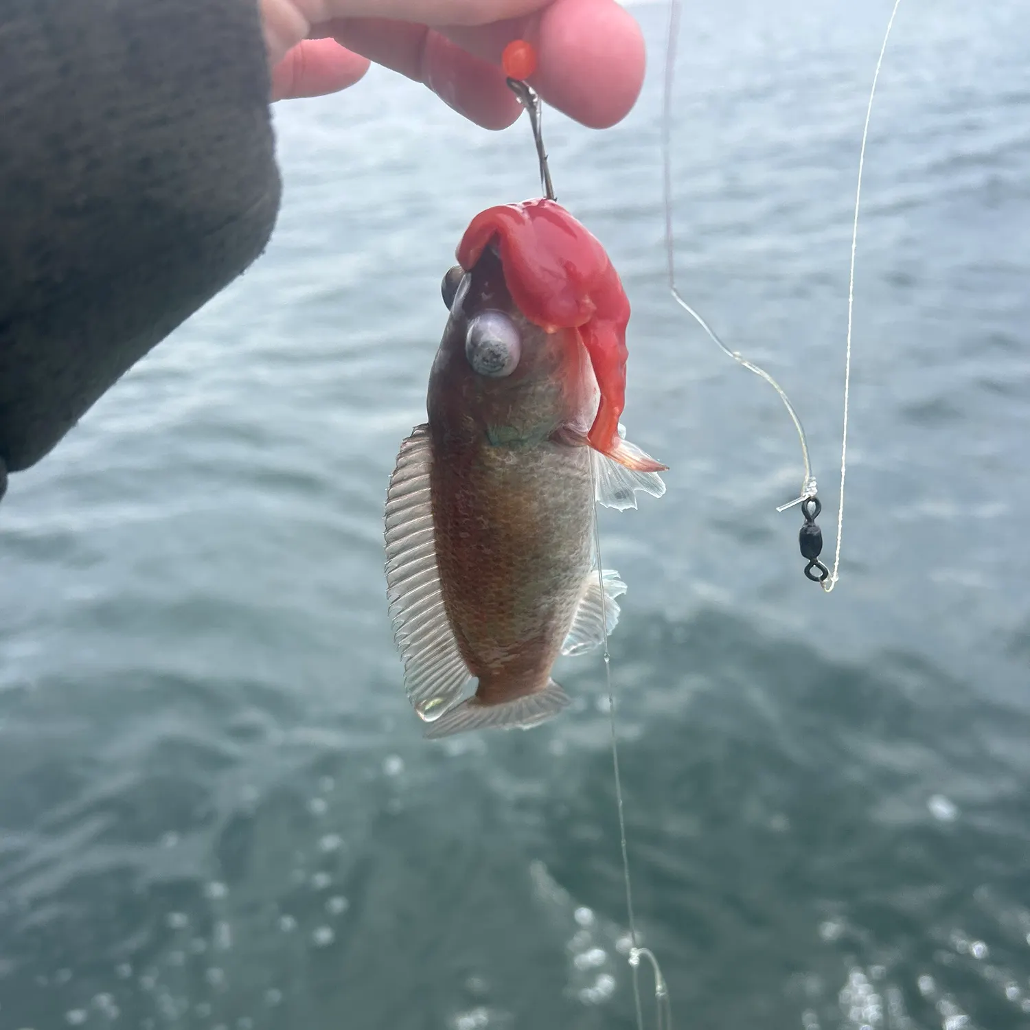 The most popular recent Cunner catch on Fishbrain