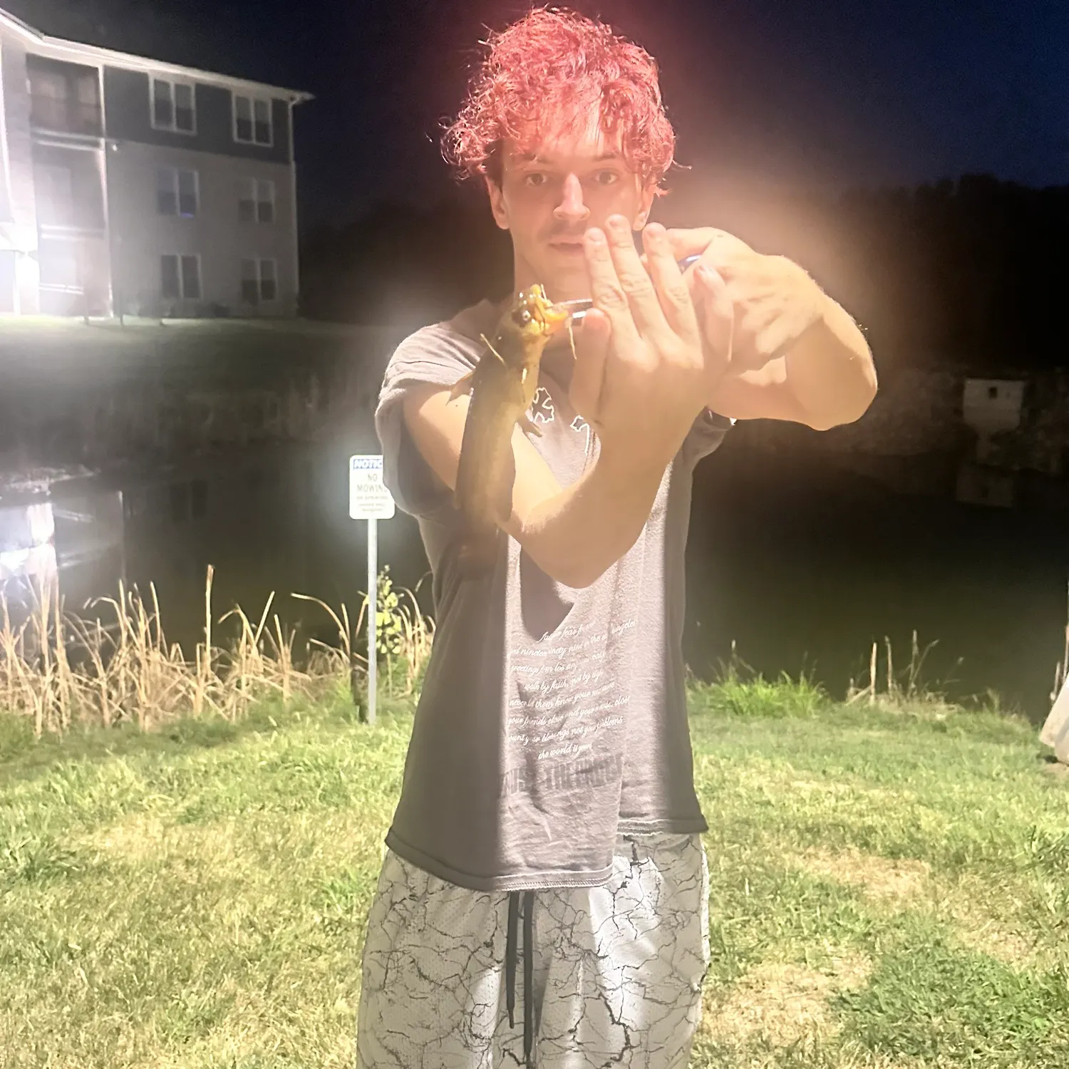 The most recent Yellow bullhead catches on Fishbrain