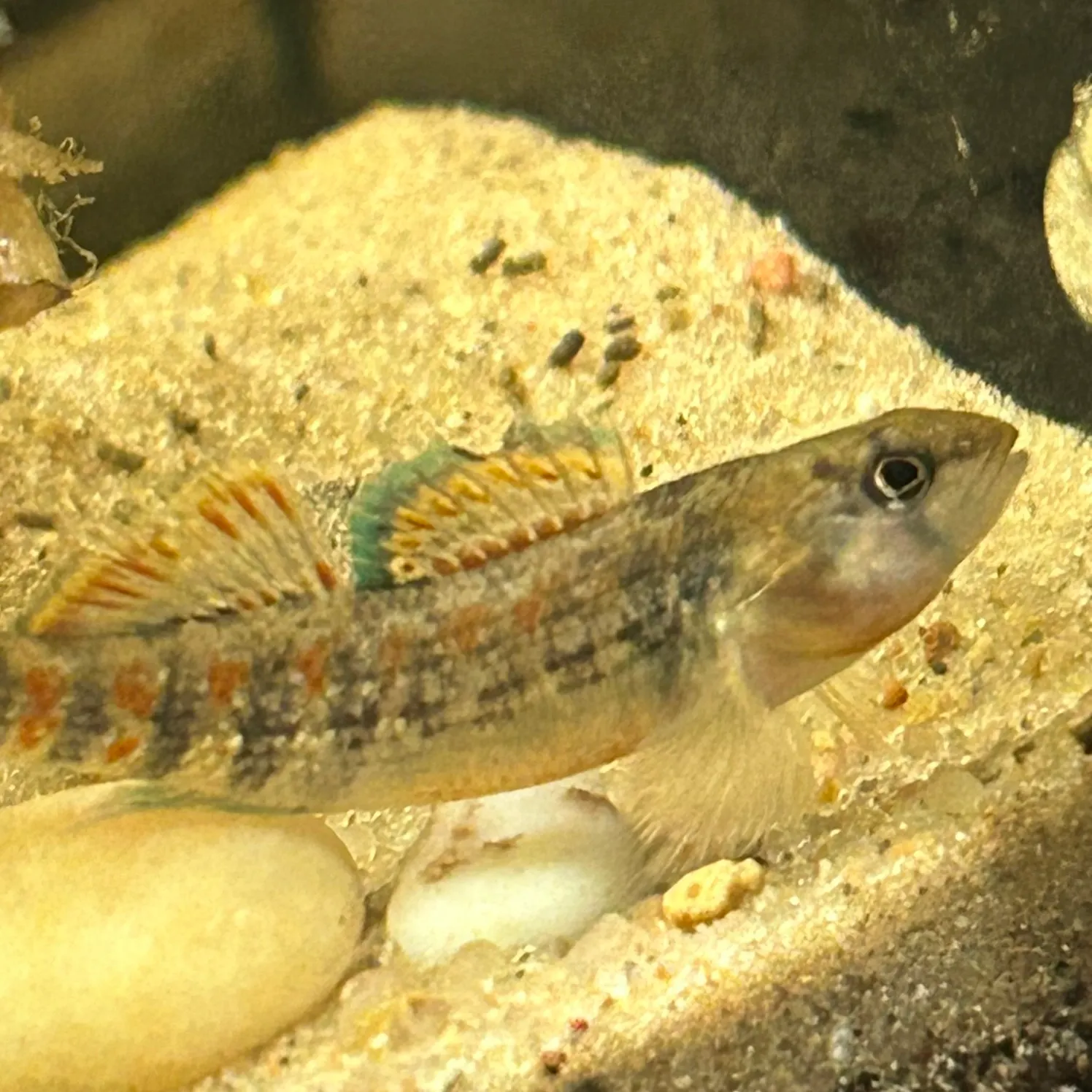 The most recent Mud darter catches on Fishbrain