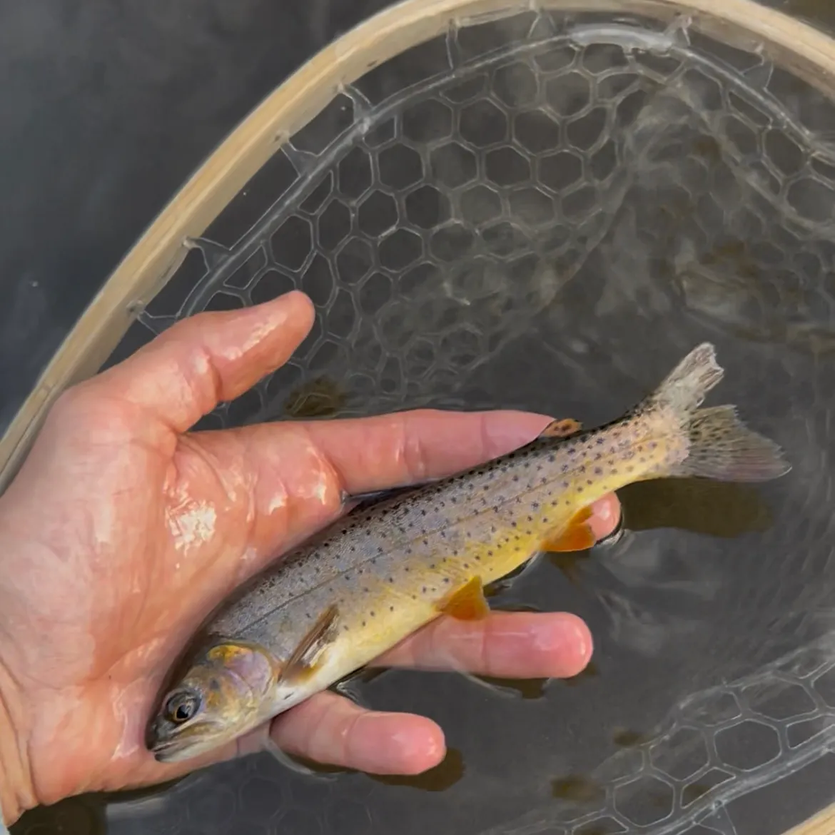 Yellowstone cutthroat trout caught on Fishbrain