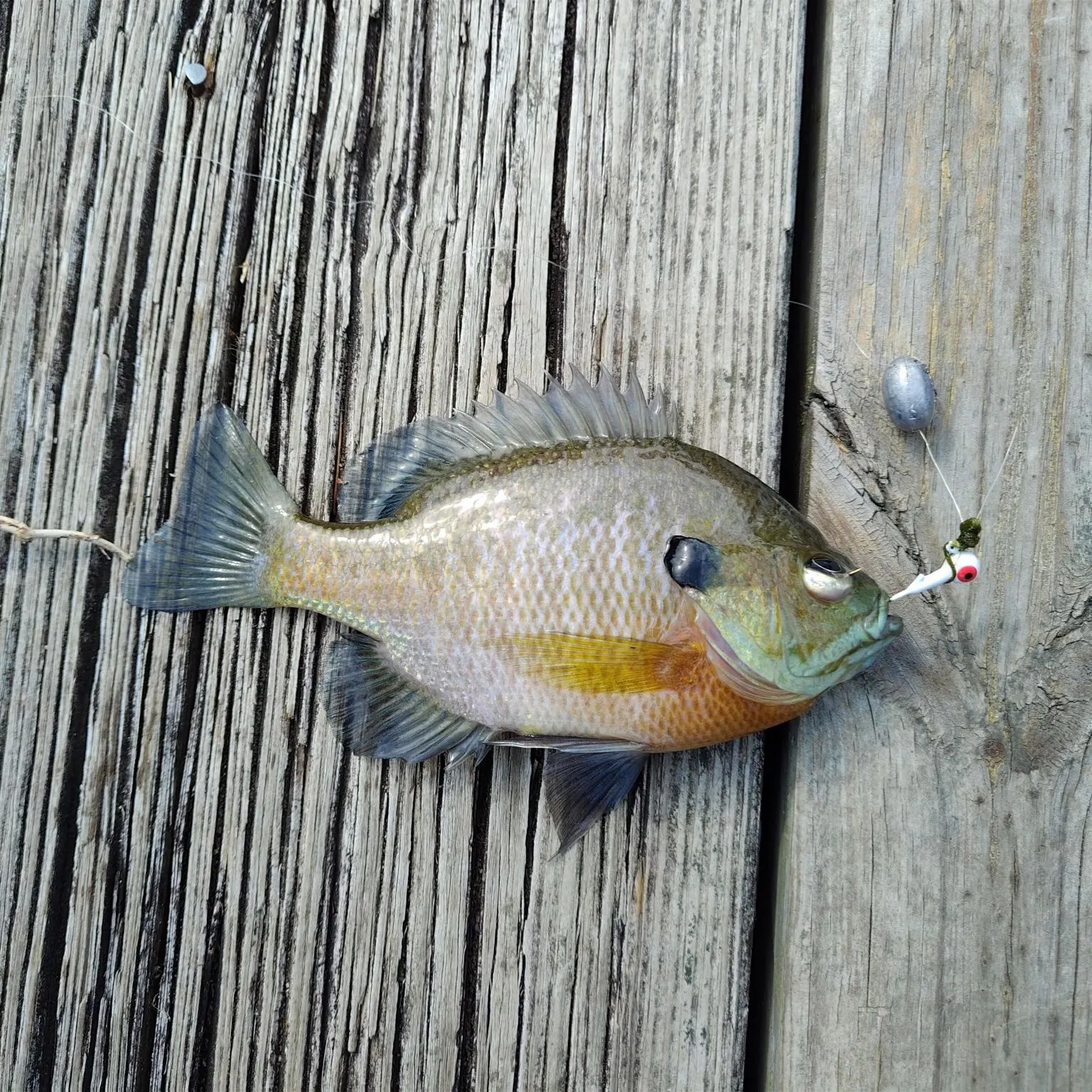 Bluegill caught on Fishbrain