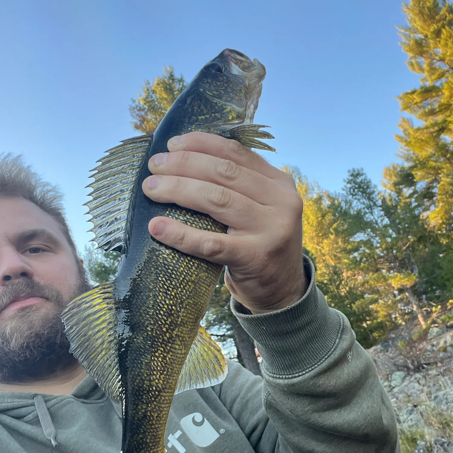Walleye caught on Fishbrain