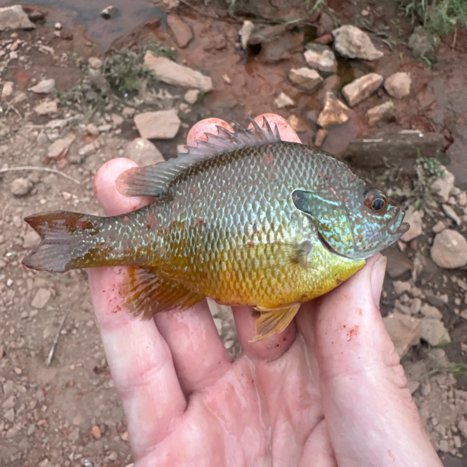 The most recent Plains longear sunfish catches on Fishbrain