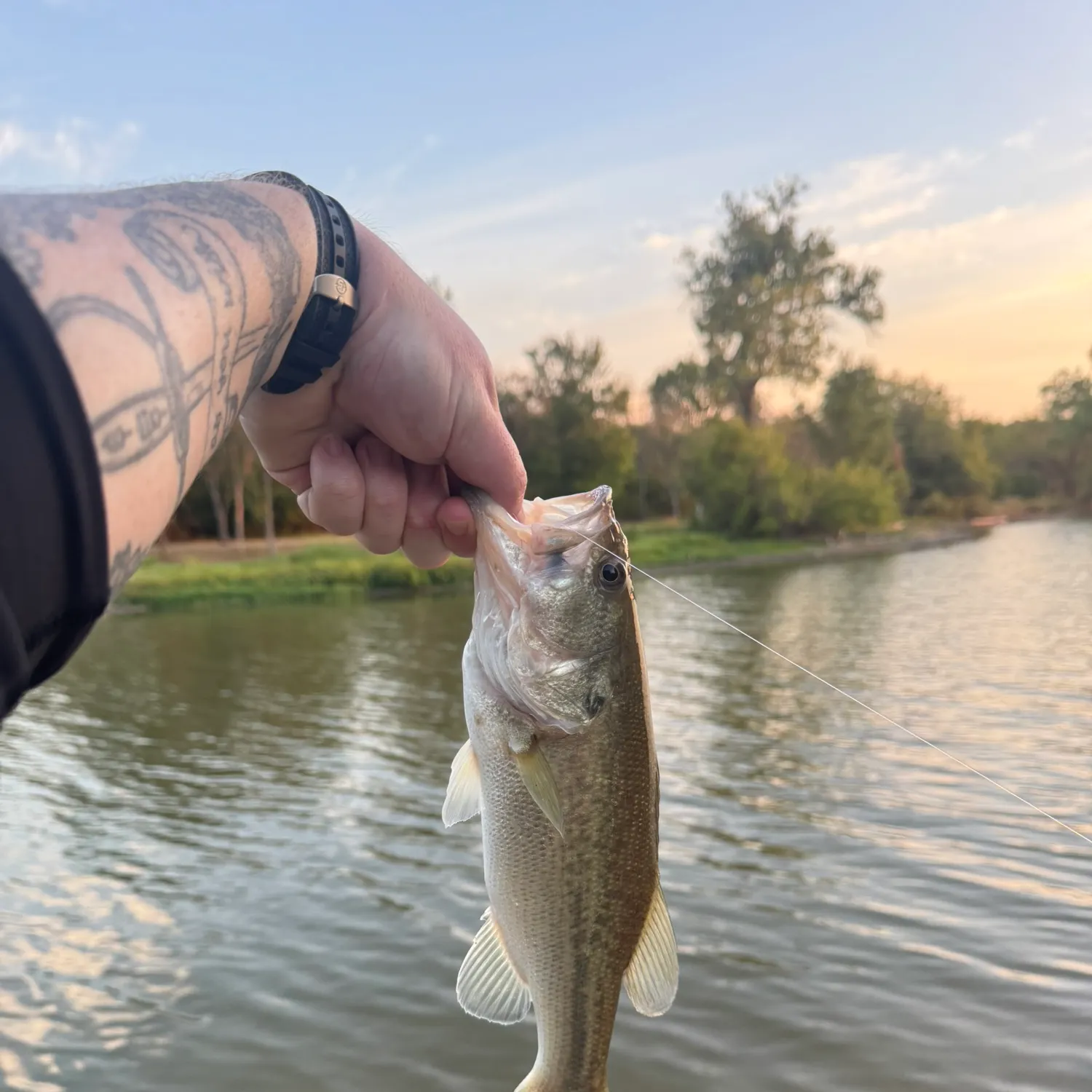 Largemouth bass caught on Fishbrain