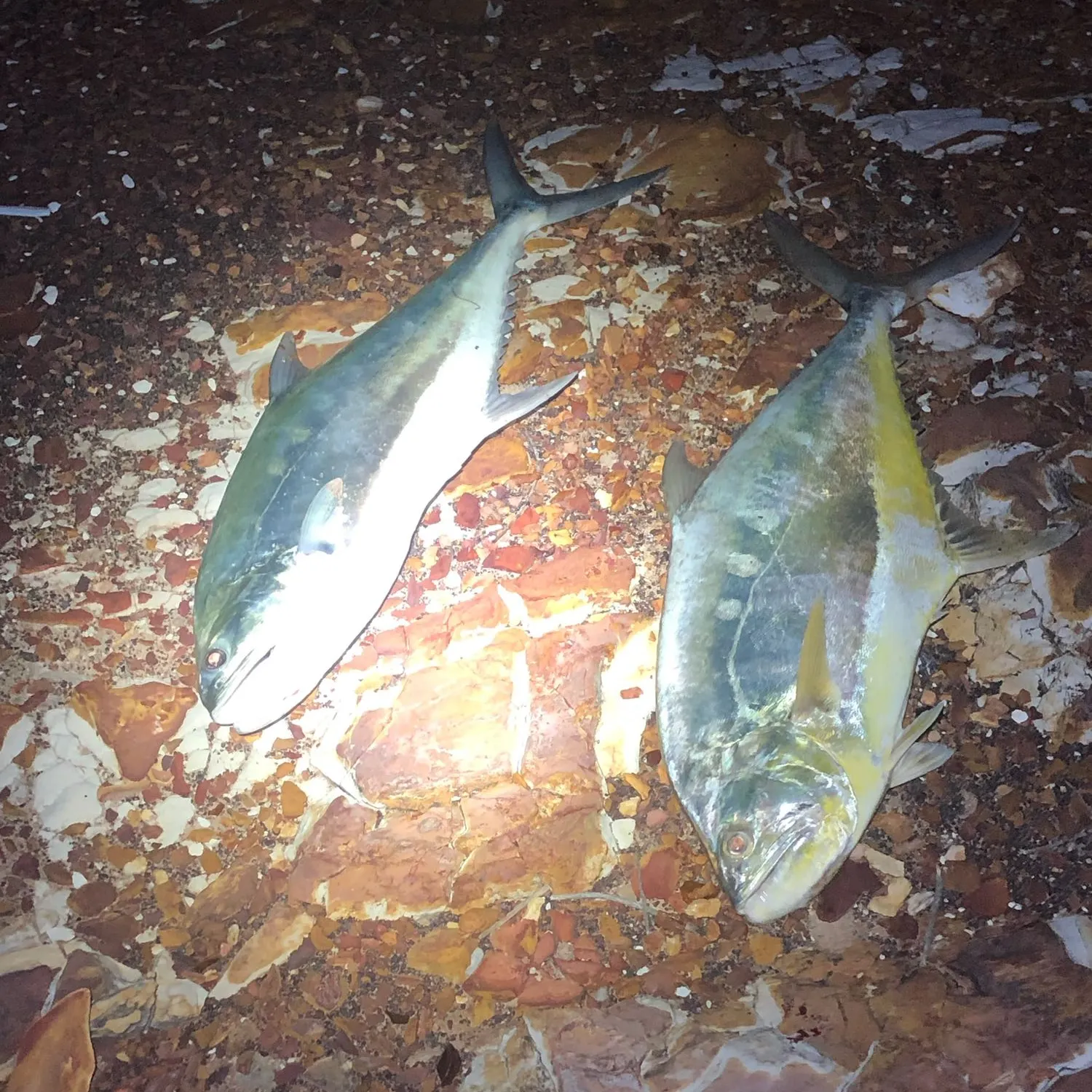 Talang queenfish caught on Fishbrain