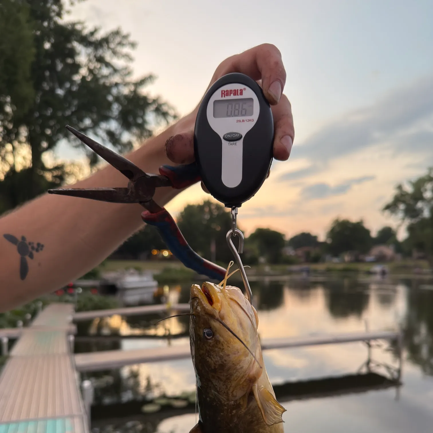 recently logged catches