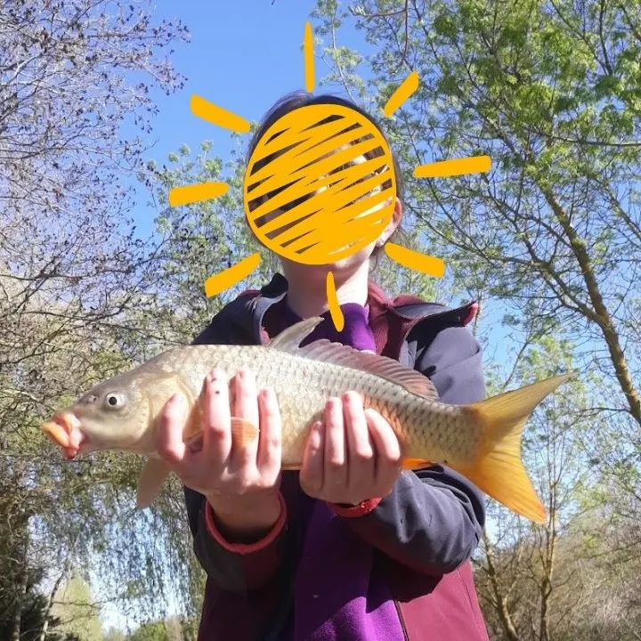 The most recent Common carp catches on Fishbrain