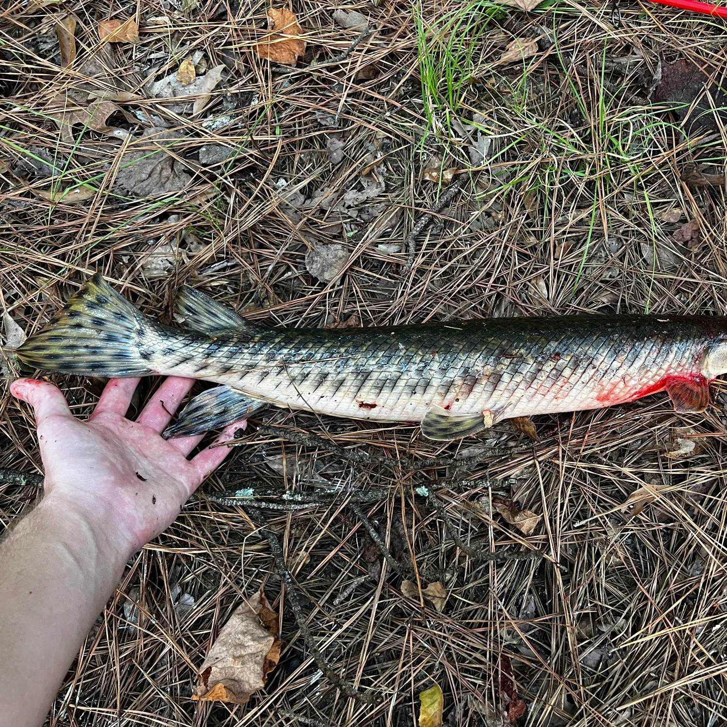 Spotted gar caught on Fishbrain