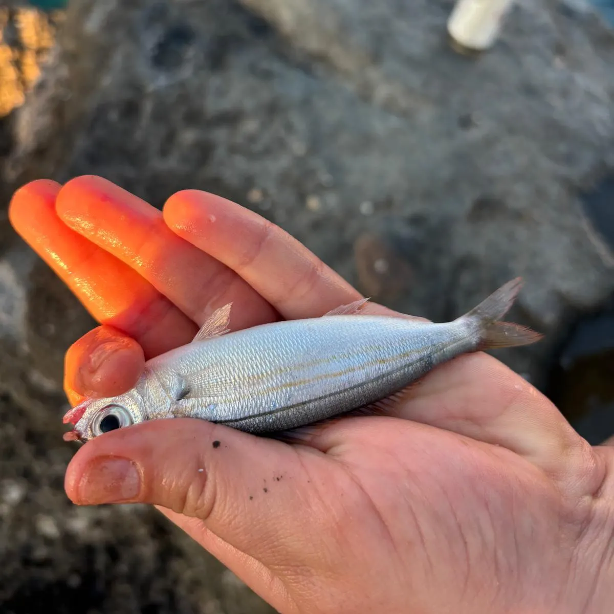 The most recent Bogue catches on Fishbrain