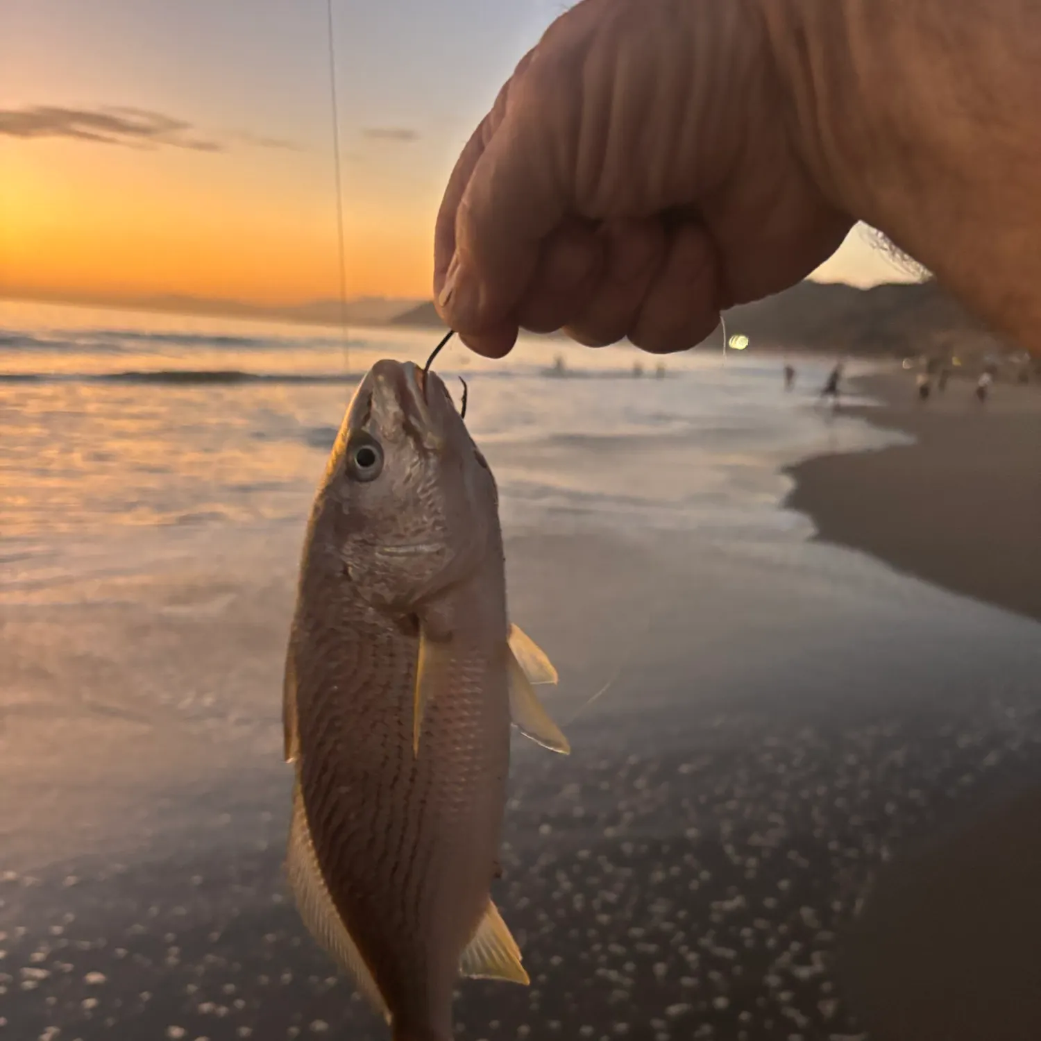 Yellowfin croaker caught on Fishbrain