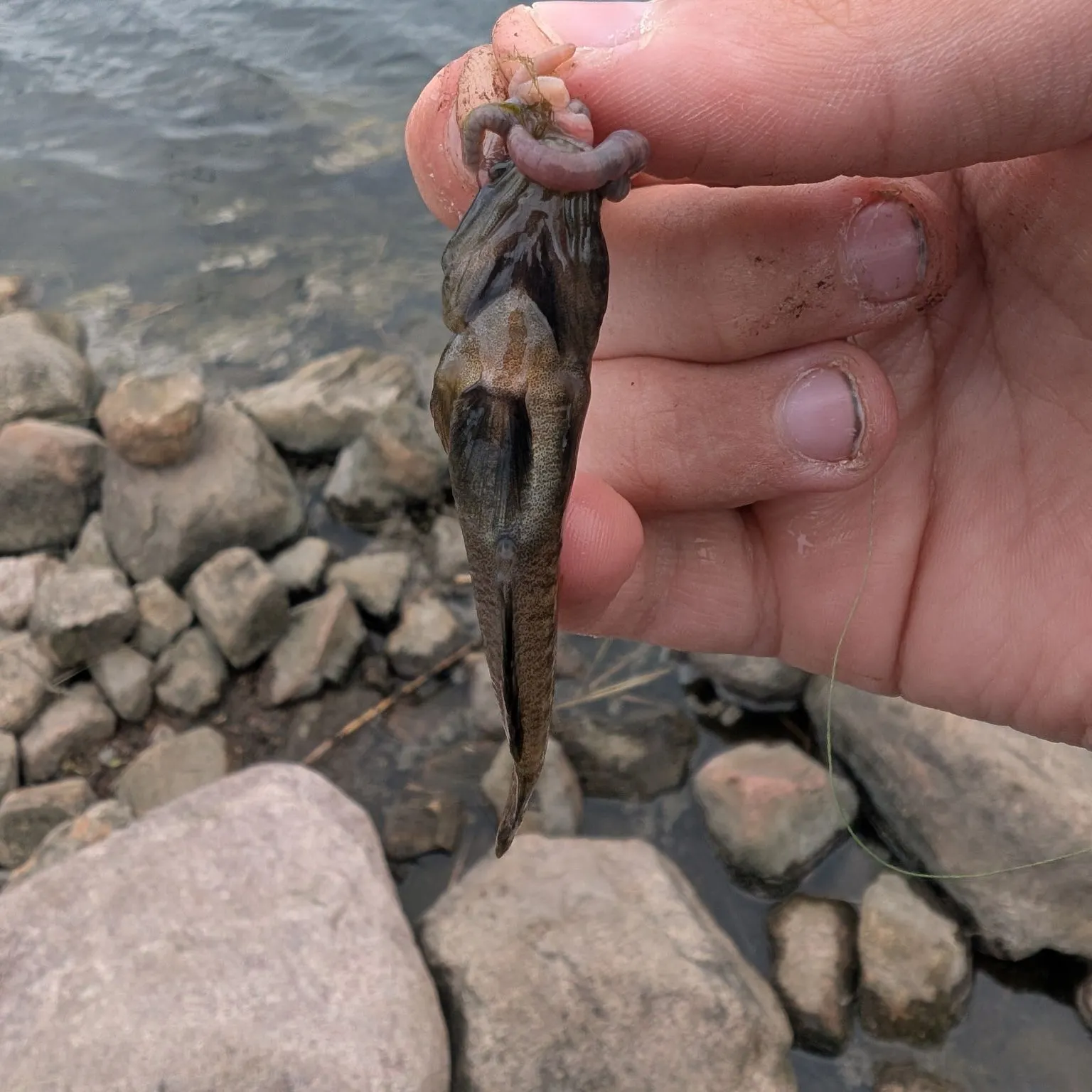 Round goby caught on Fishbrain