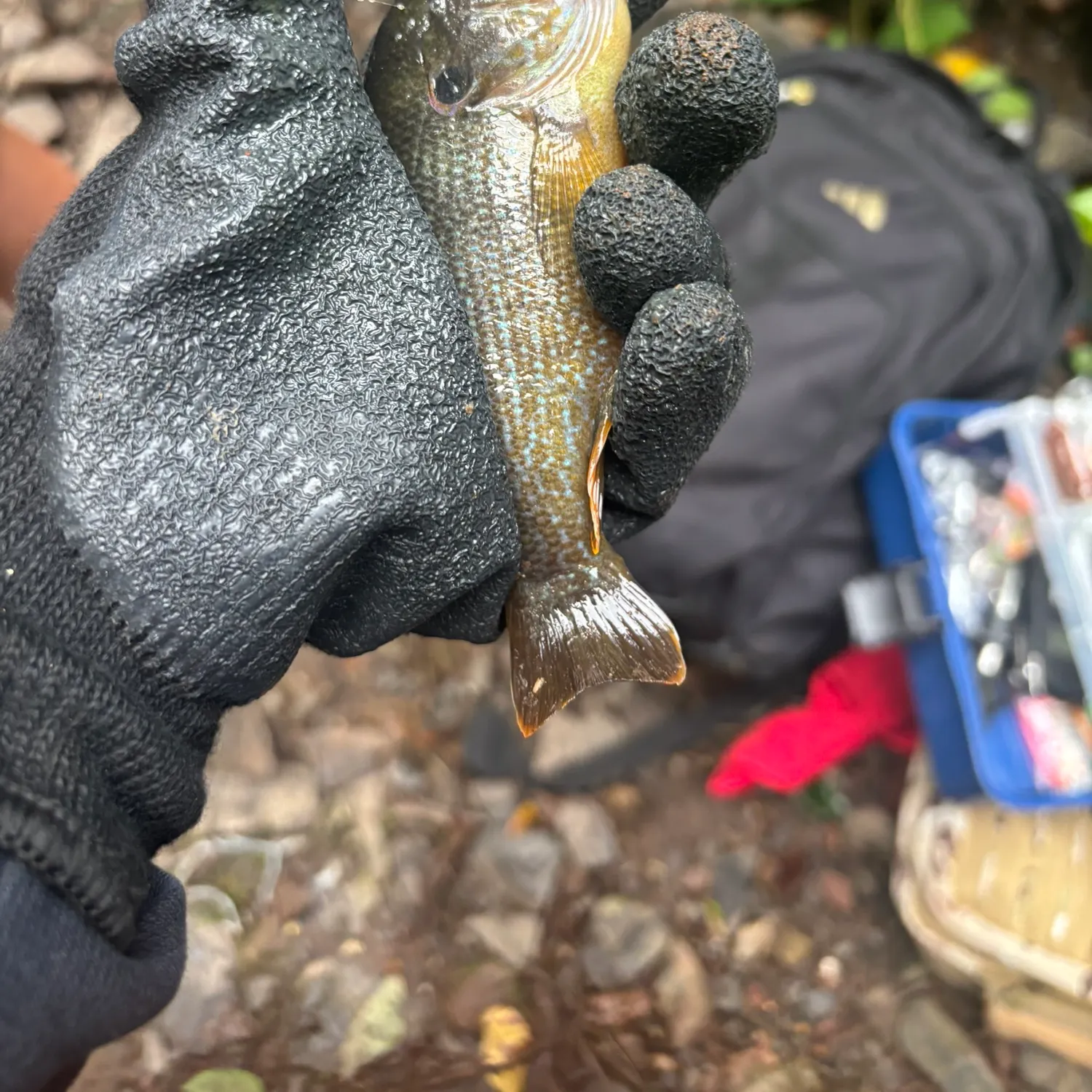 Green sunfish caught on Fishbrain