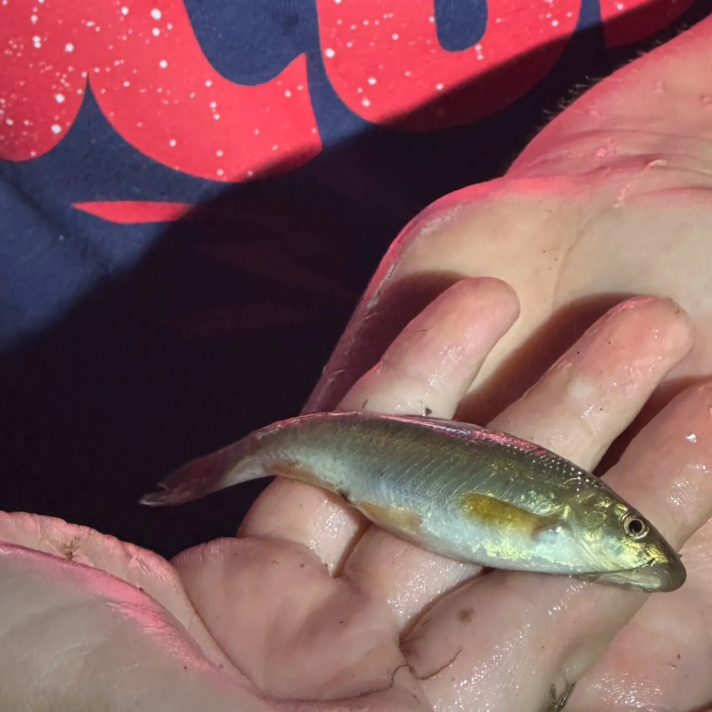 The most recent Red shiner catches on Fishbrain