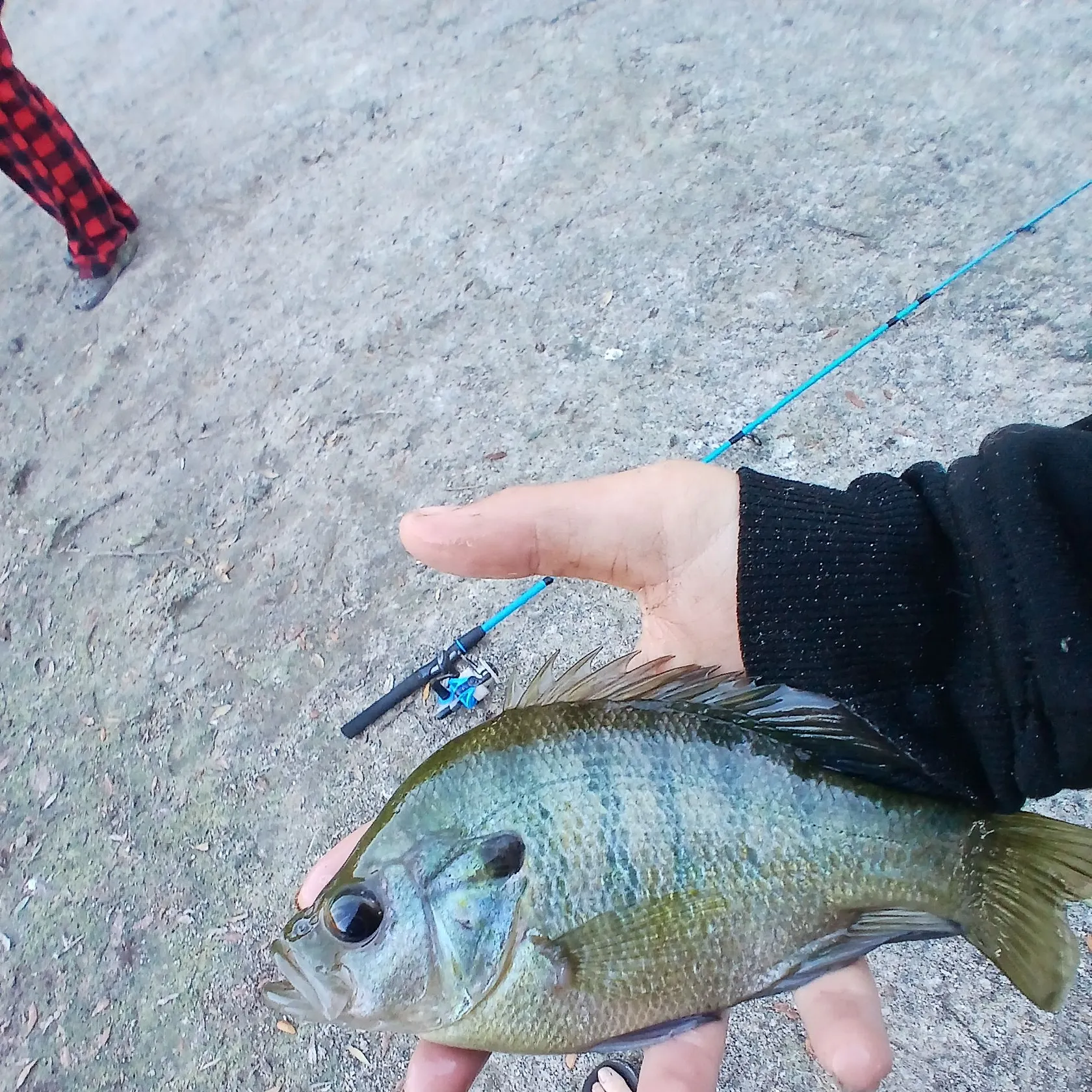 The most recent Wargill hybrid catches on Fishbrain