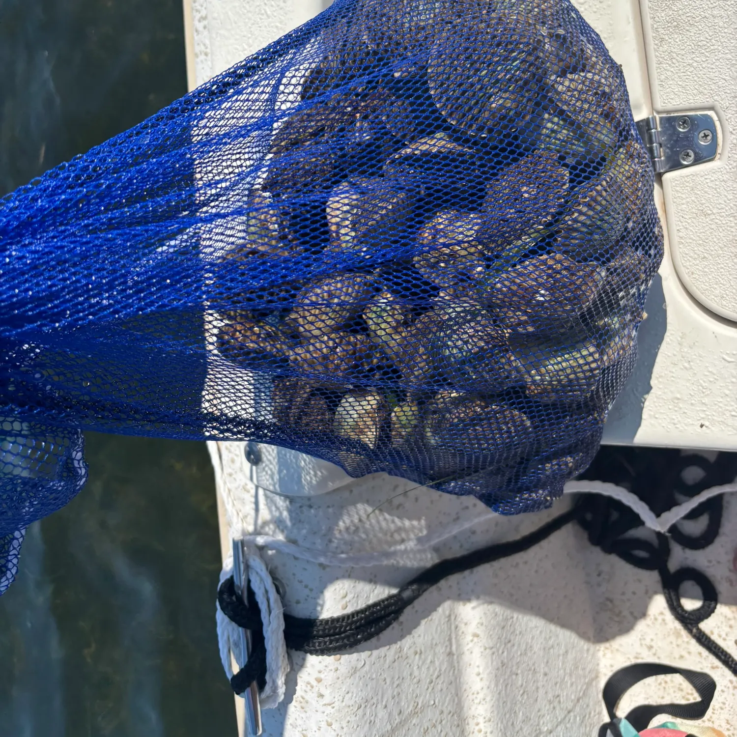 The most recent Atlantic bay scallop catches on Fishbrain
