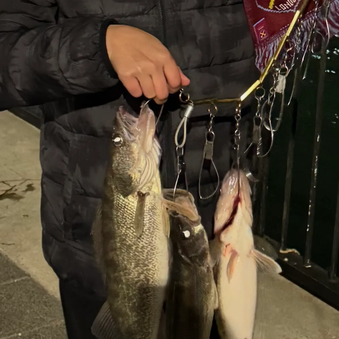 recently logged catches