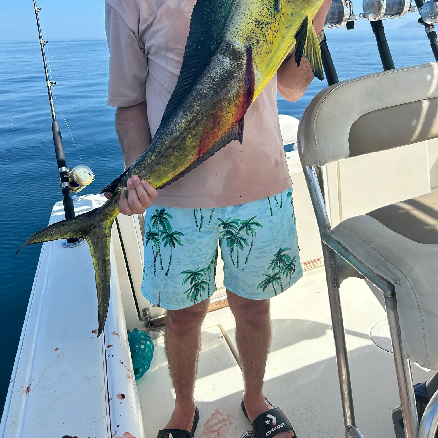Common dolphinfish caught on Fishbrain