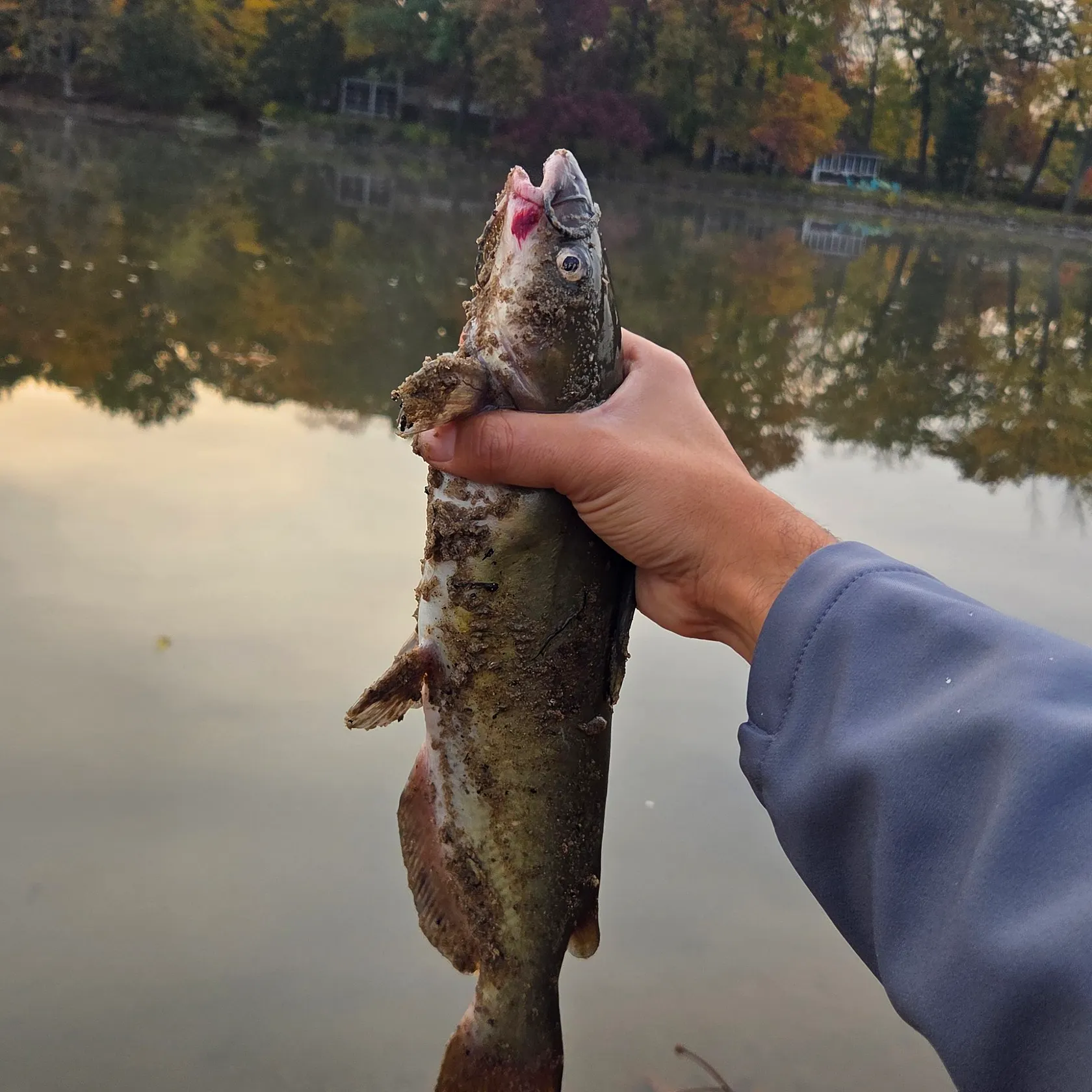 Channel catfish caught on Fishbrain