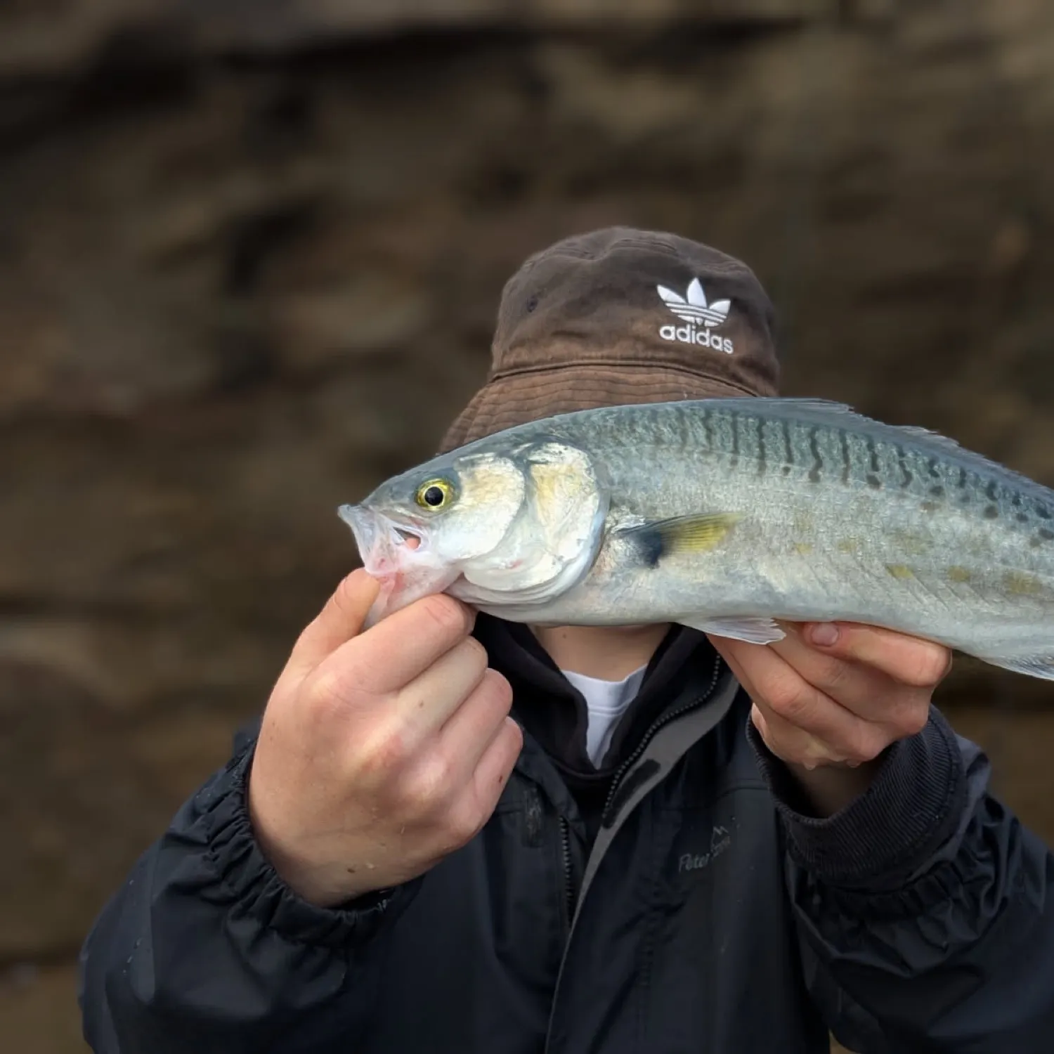 The most recent Australian salmon catches on Fishbrain
