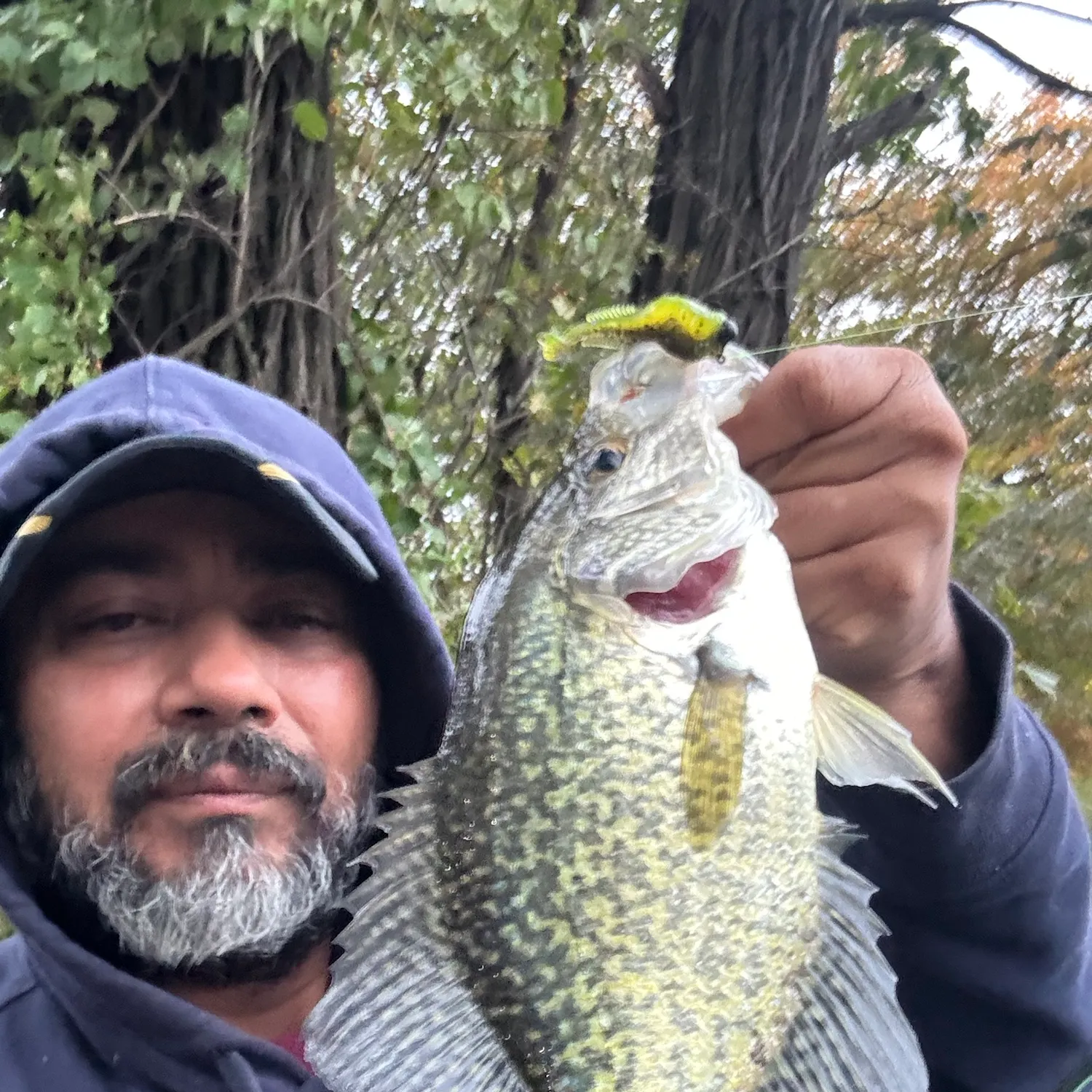 Black crappie caught on Fishbrain