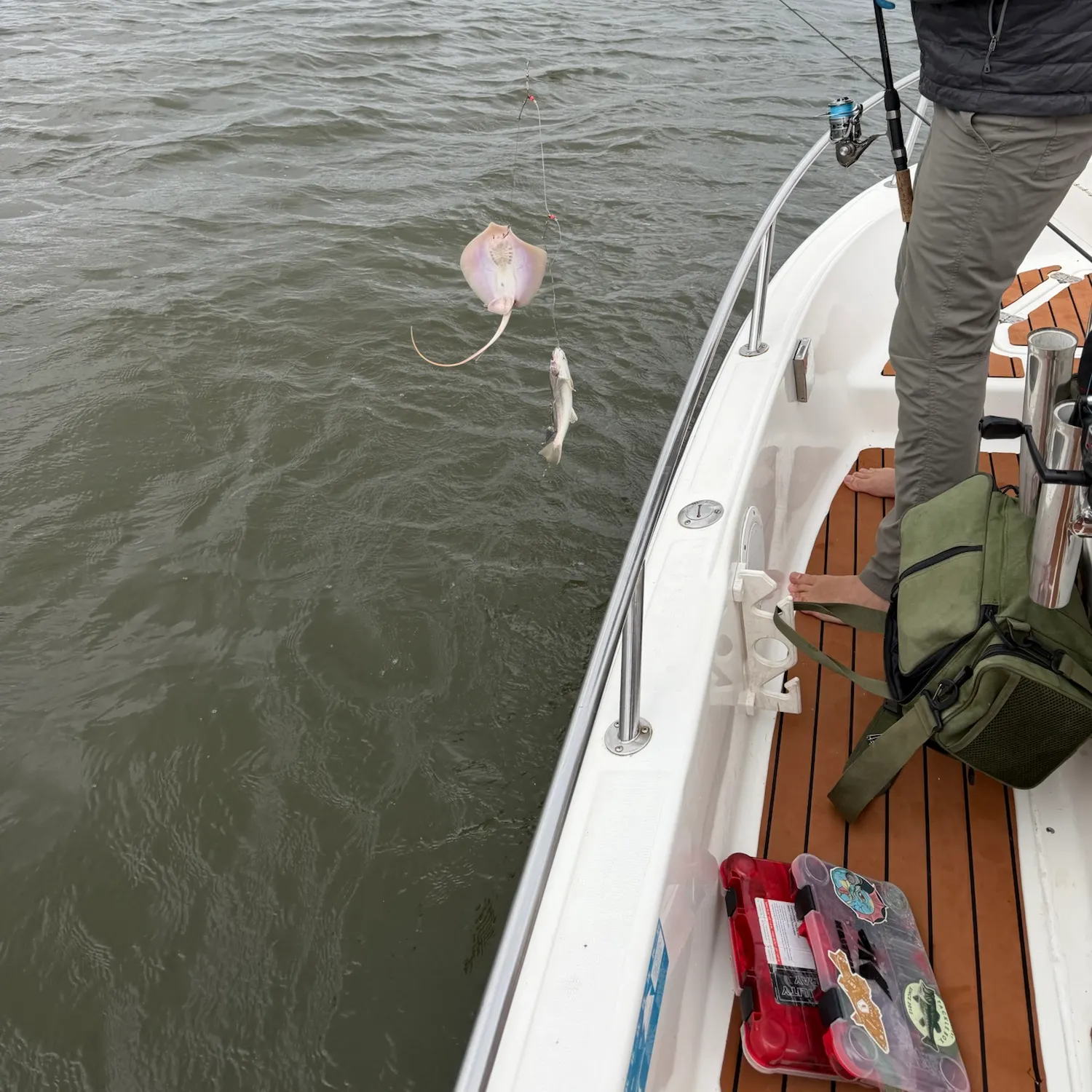 Atlantic stingray caught on Fishbrain