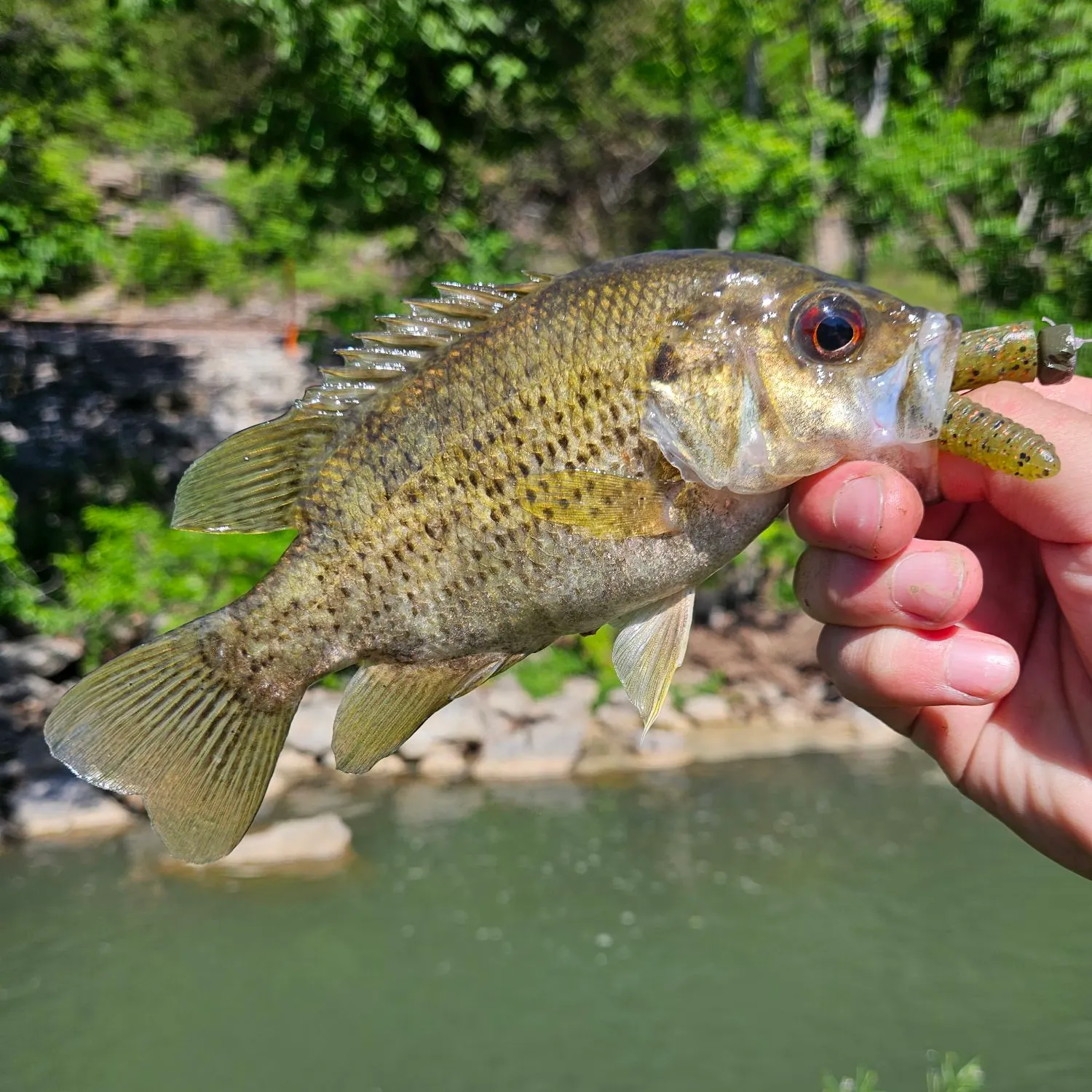 The most recent Shadow bass catches on Fishbrain