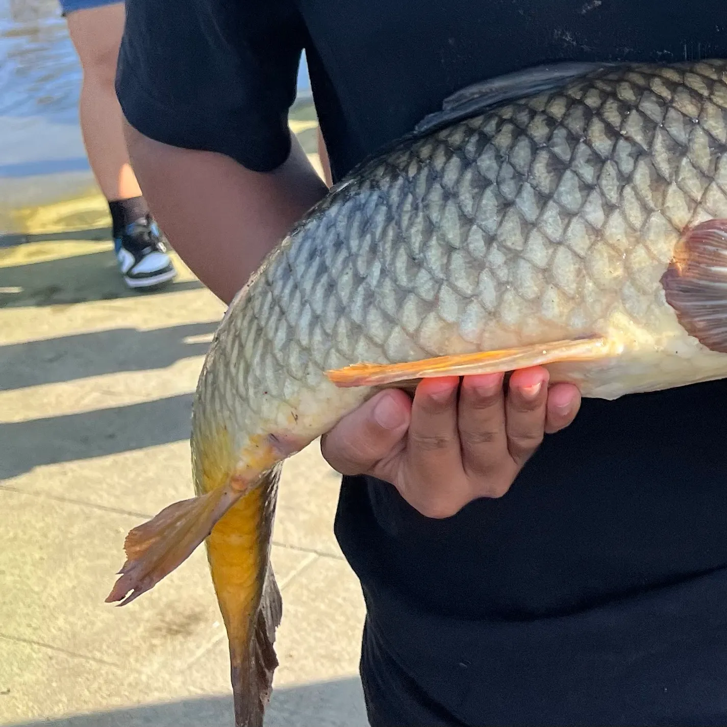 Common carp caught on Fishbrain