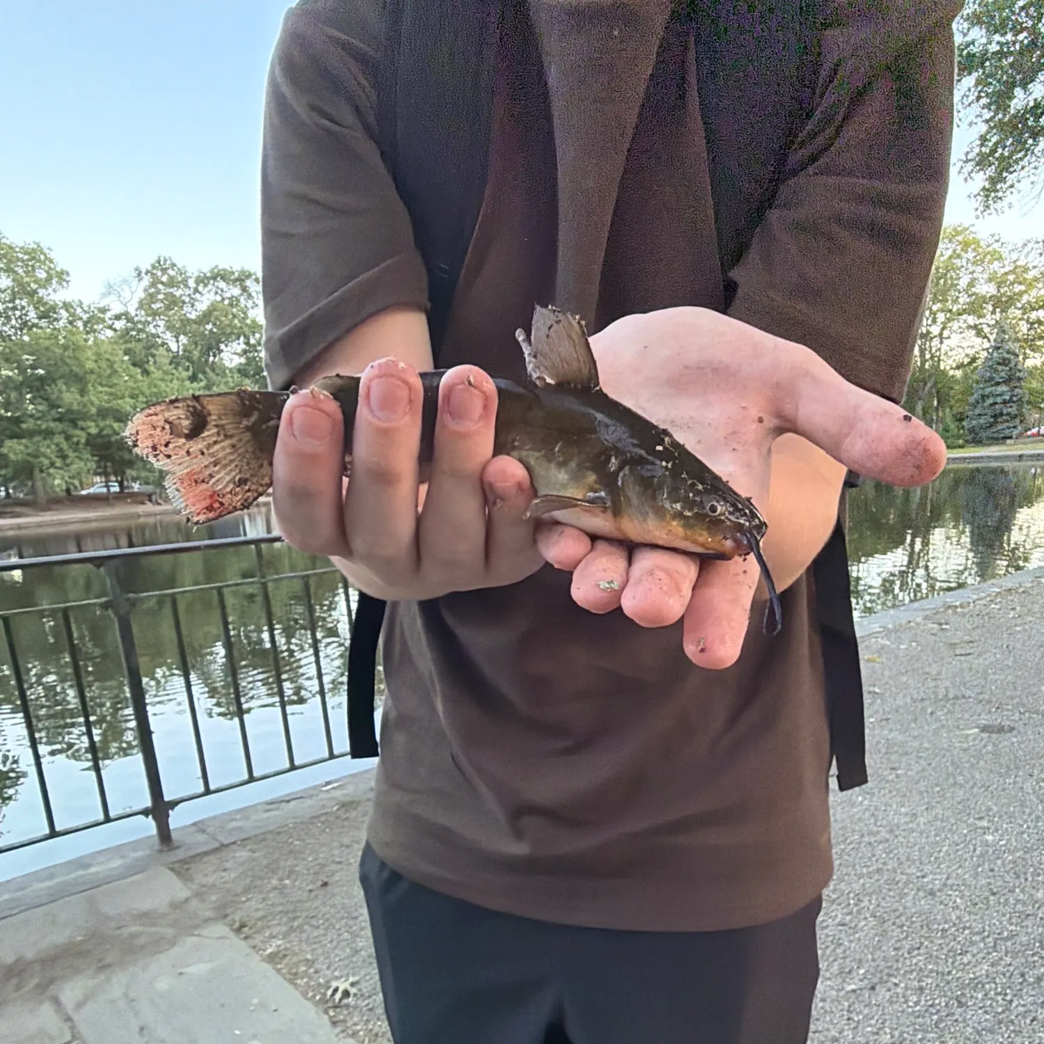 Black bullhead caught on Fishbrain
