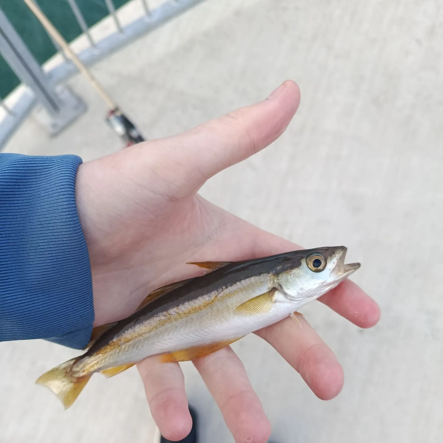 Pollack caught on Fishbrain